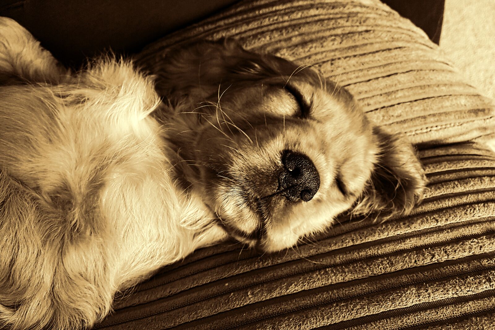 Samsung GALAXY S6 edge sample photo. Dog, pet, animal portrait photography