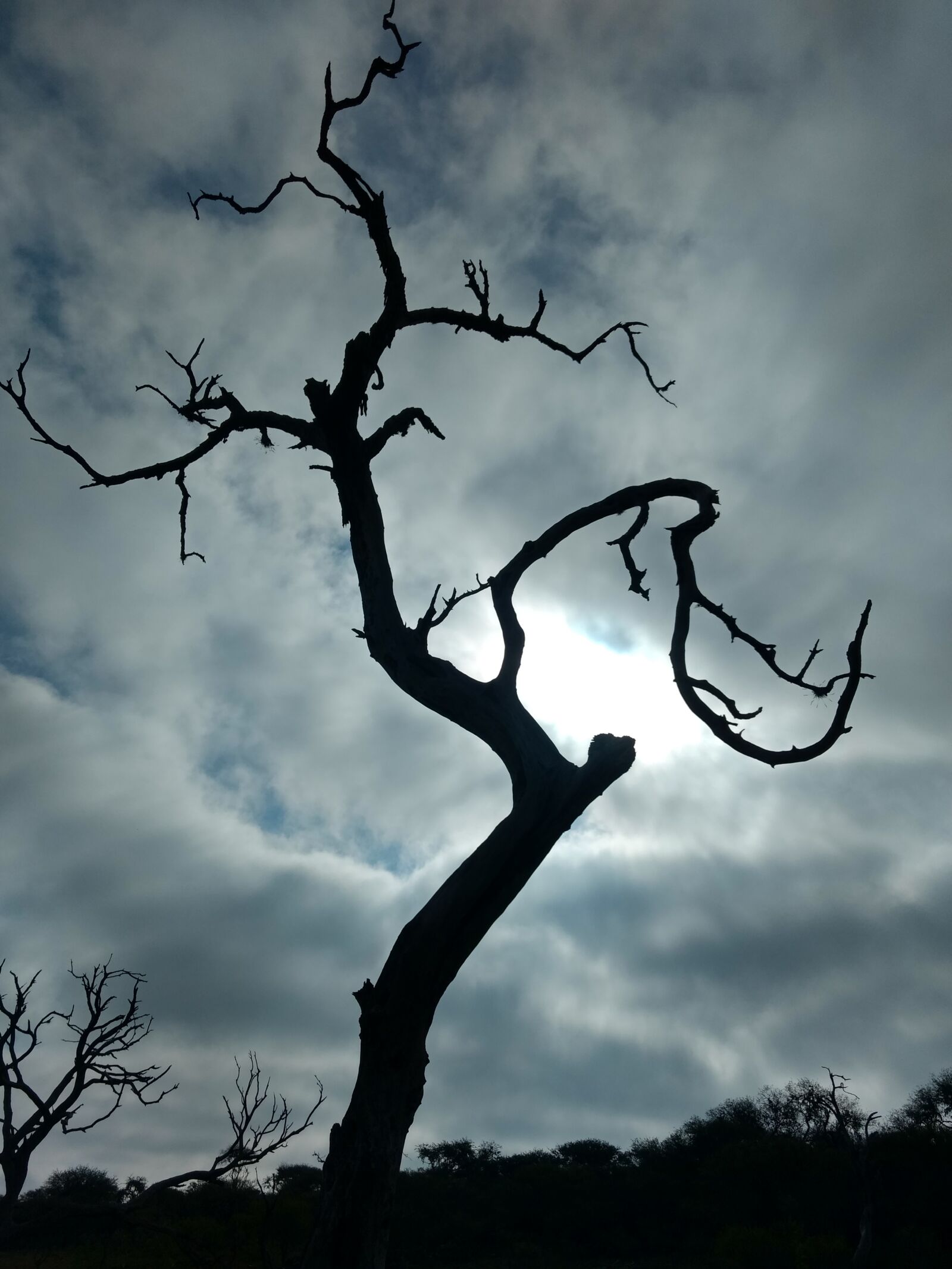 Motorola Moto G (4) sample photo. Tree, nature, wood photography