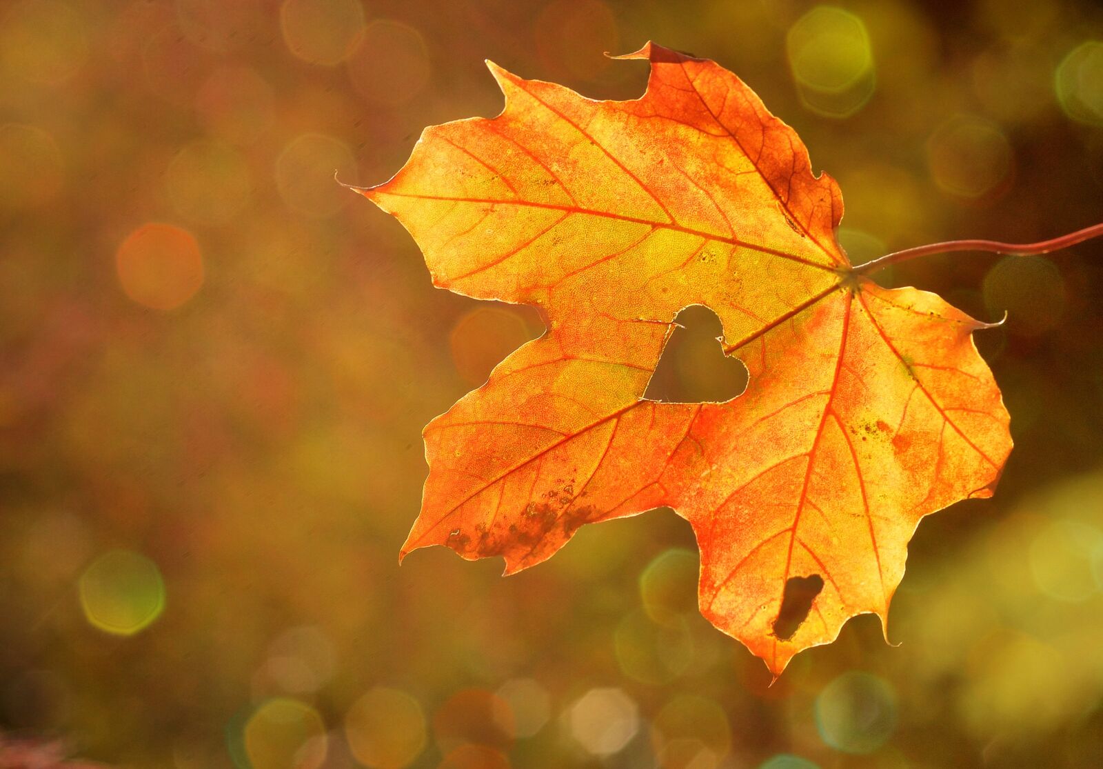Nikon D7100 sample photo. Heart, sweetheart, leaf photography