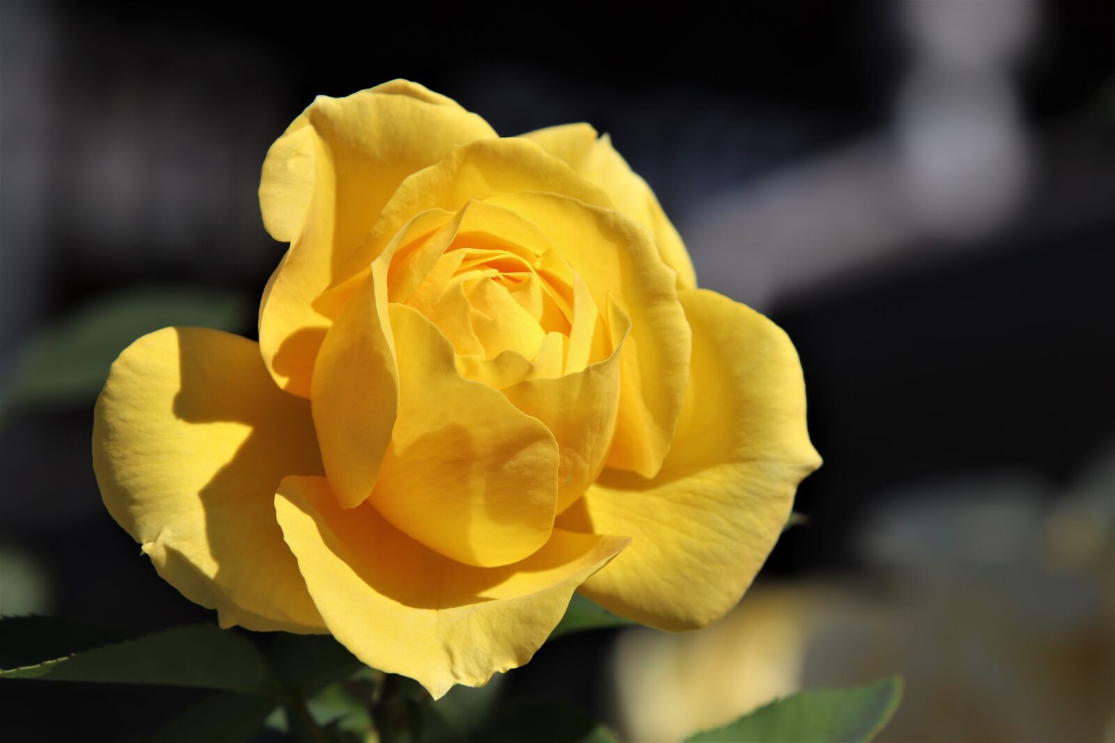 Canon EOS 800D (EOS Rebel T7i / EOS Kiss X9i) sample photo. Pink, the colour yellow photography
