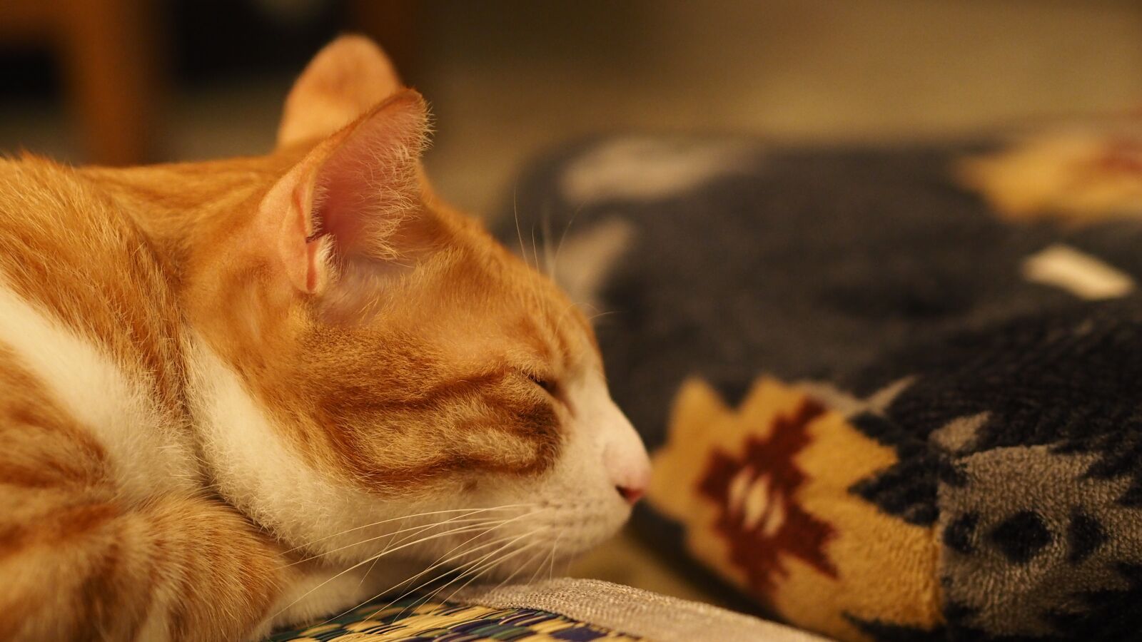 Olympus OM-D E-M5 II + Olympus M.Zuiko Digital 45mm F1.8 sample photo. Cat, cute, warm photography