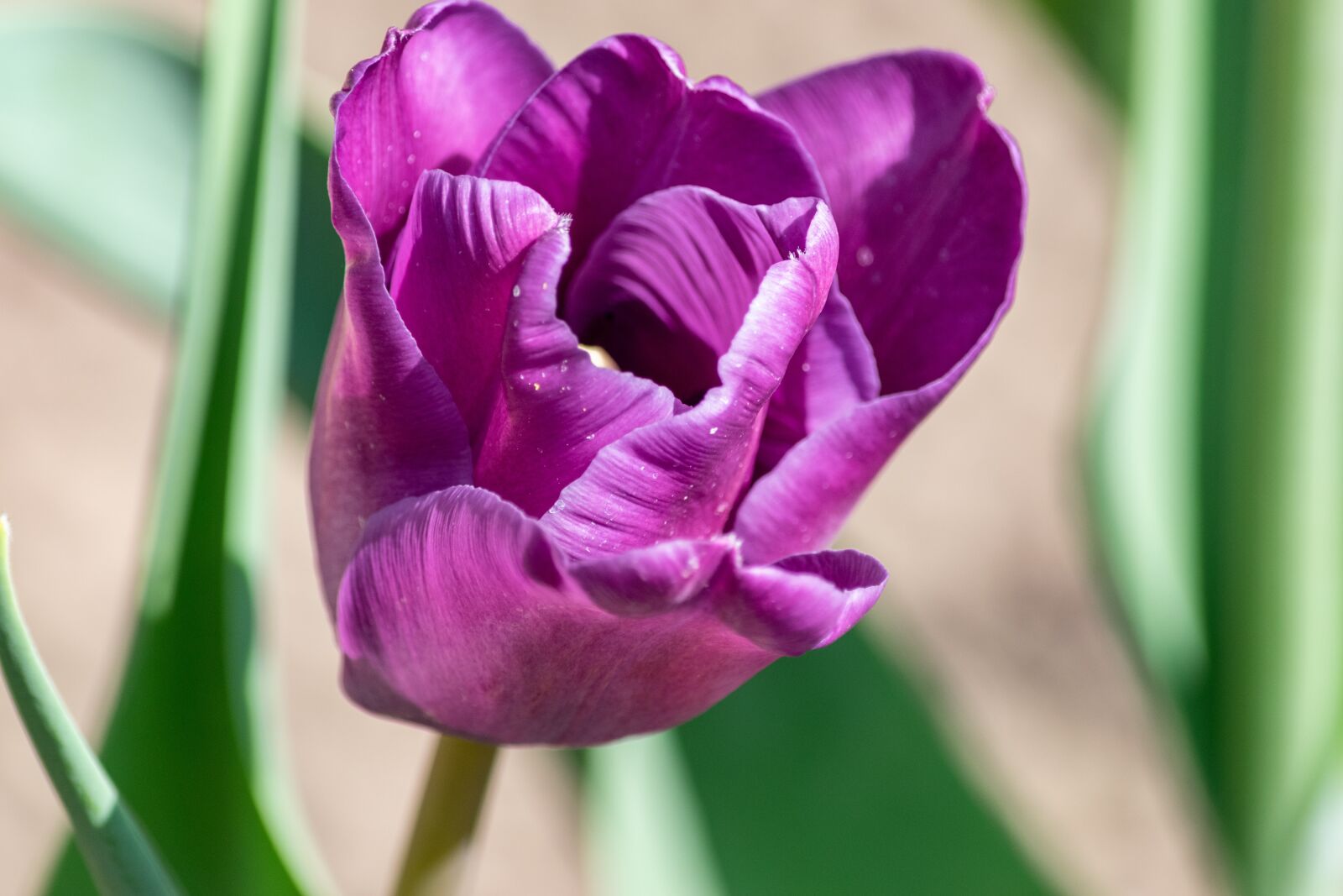 Nikon D3300 sample photo. Tulip, flower, spring photography