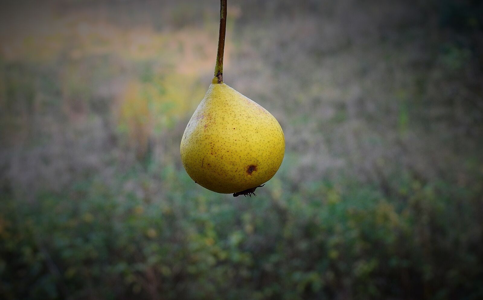 Nikon Coolpix P900 sample photo. Pear, fruit, food photography