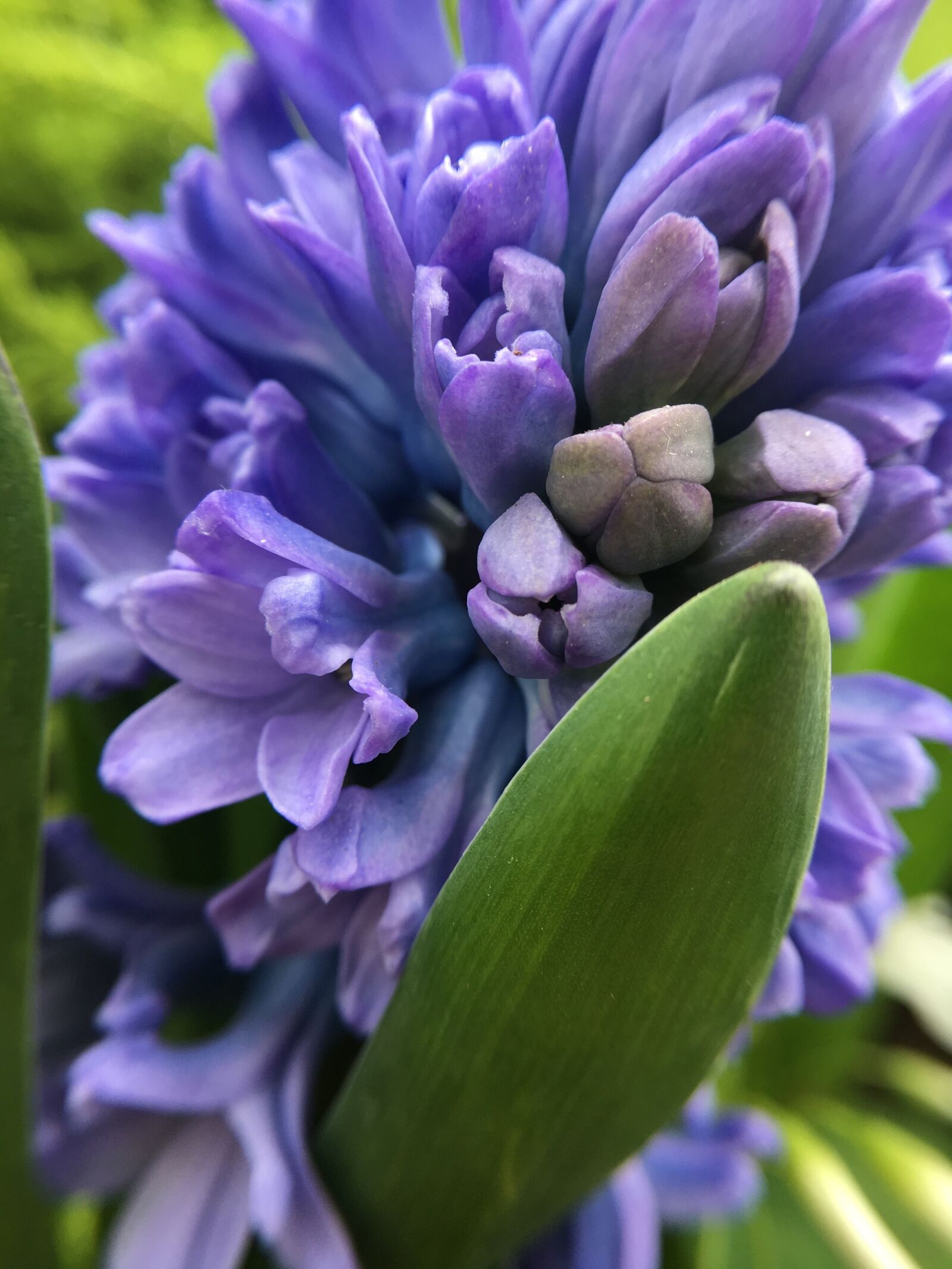 Apple iPhone 6s sample photo. Hyacinth, purple, flower photography