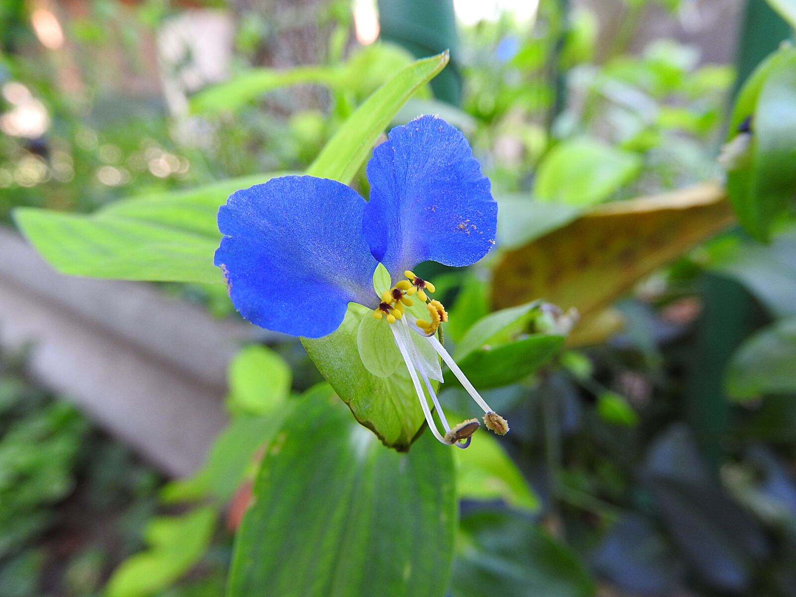 Nikon Coolpix P610 sample photo. Lily flower, blue flower photography