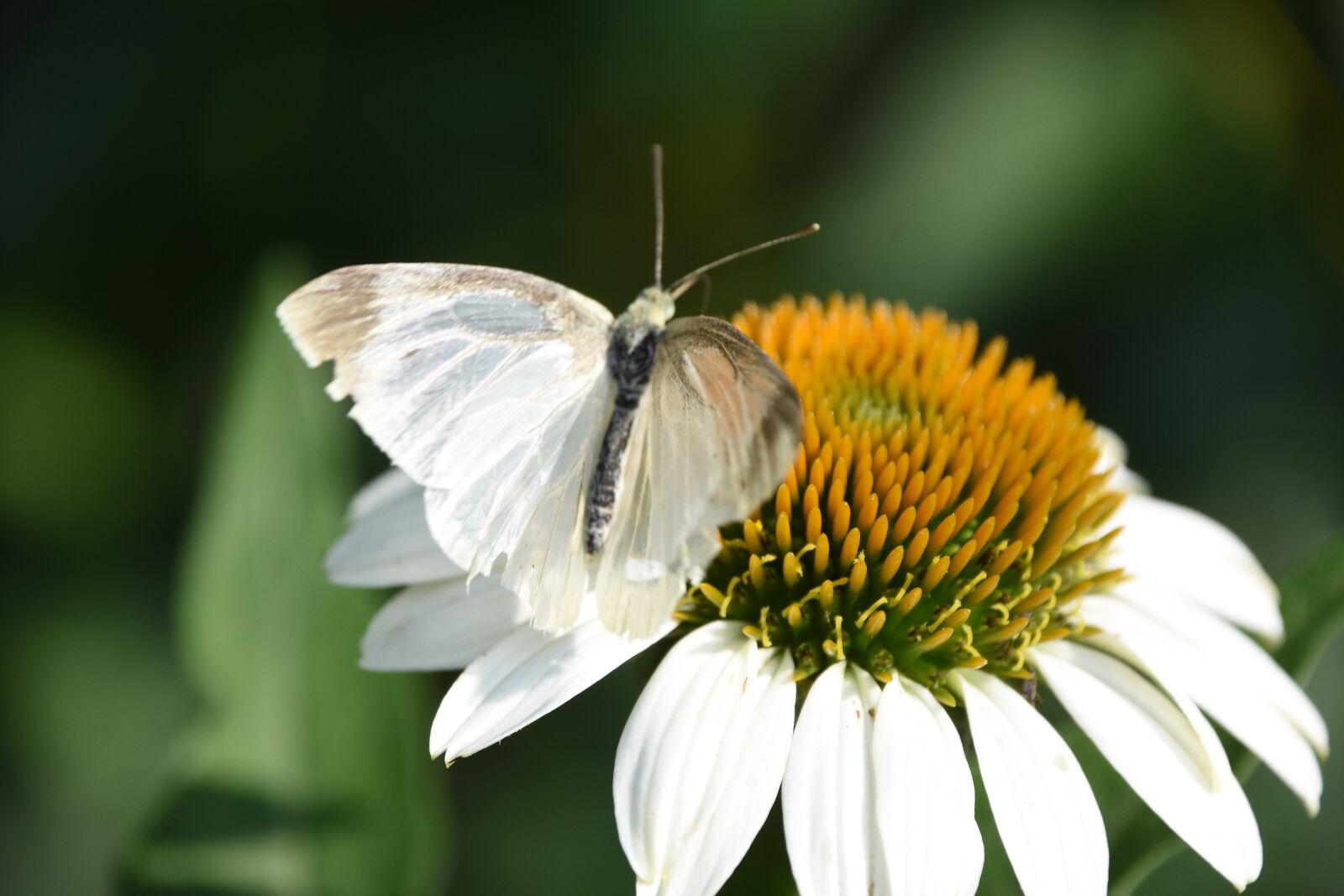 Nikon D7200 sample photo. Flowers, butterfly, afternoon photography