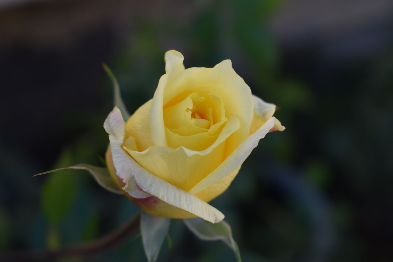 Nikon D3500 sample photo. Rose, flowers, petal photography