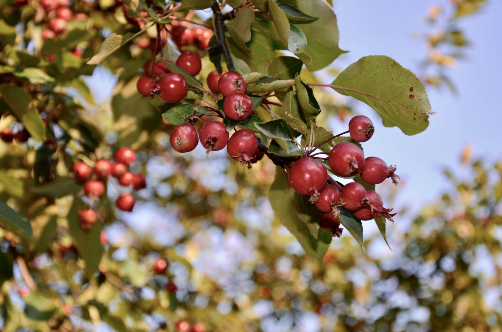 Nikon D7000 sample photo. Berries, summer, fruit photography