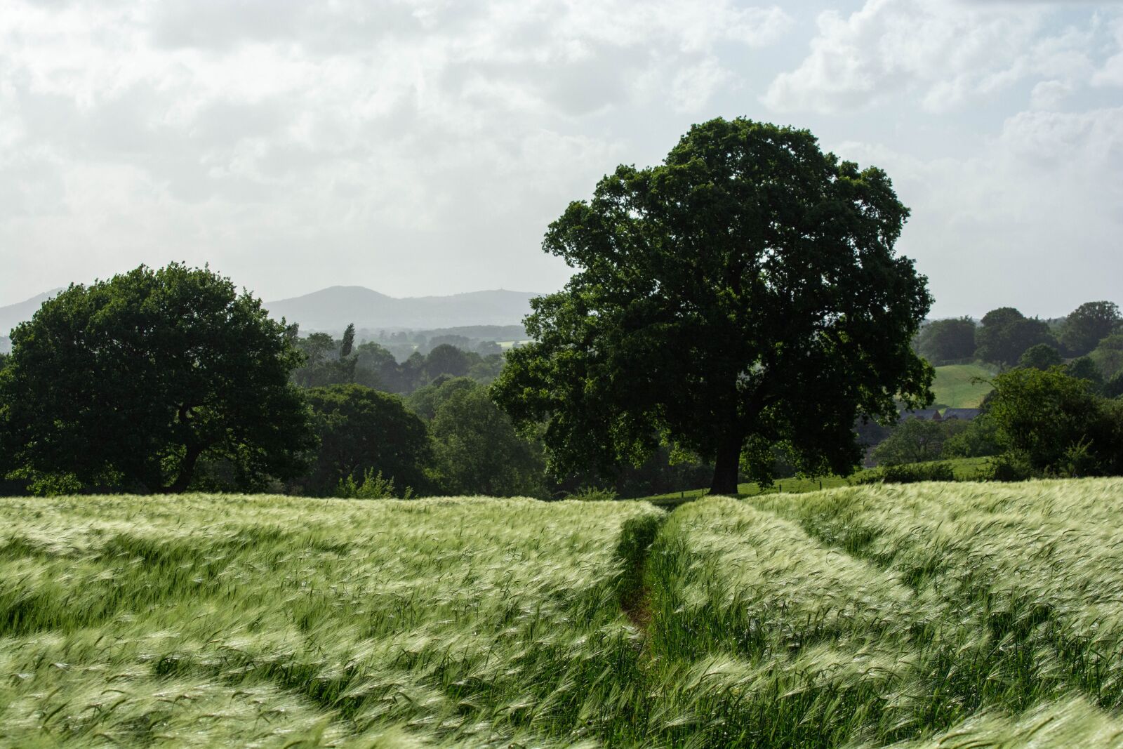 Nikon D7100 sample photo. Landscape, trees, clouds photography