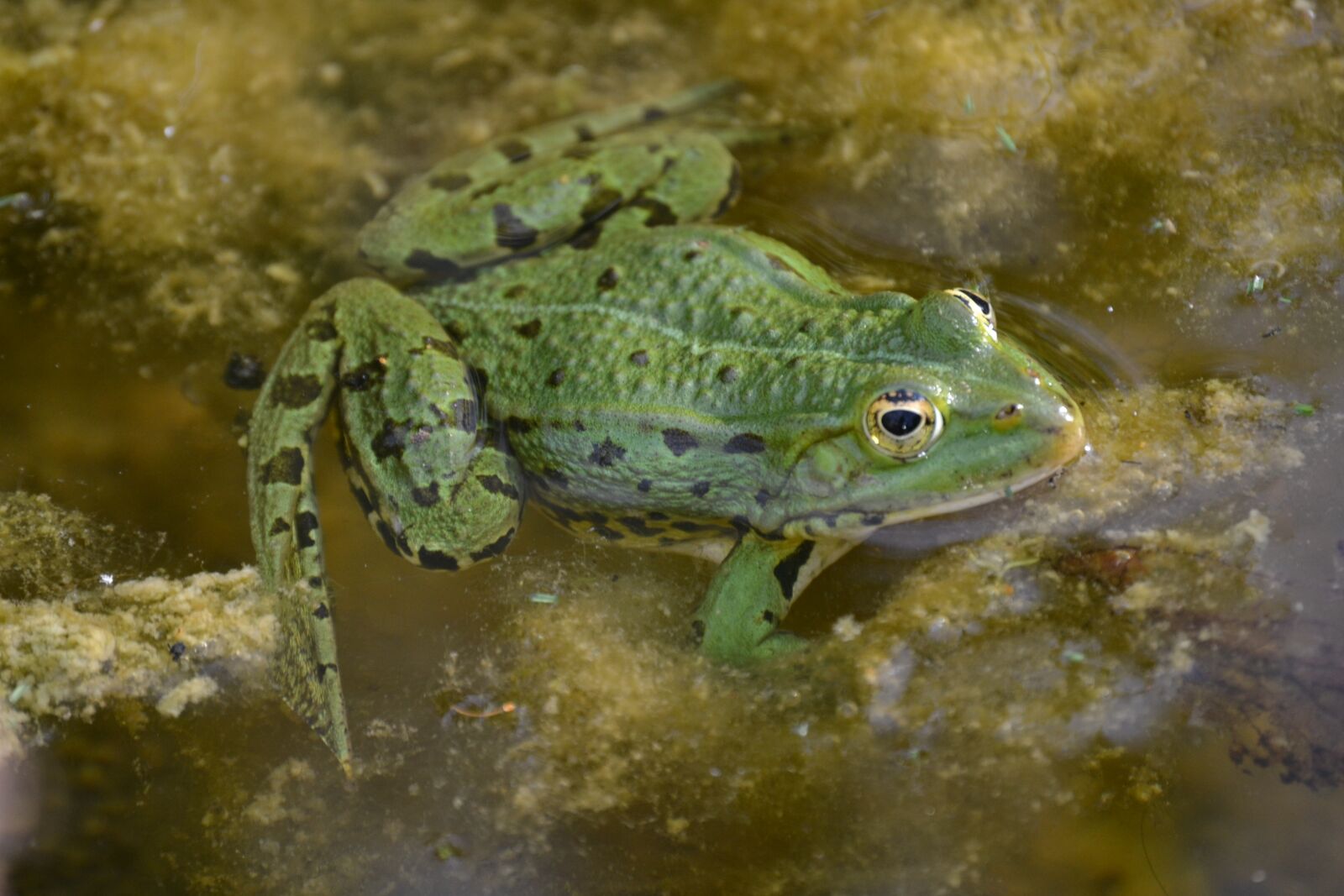 Nikon D3100 sample photo. Frog, amphibian, amphibians photography