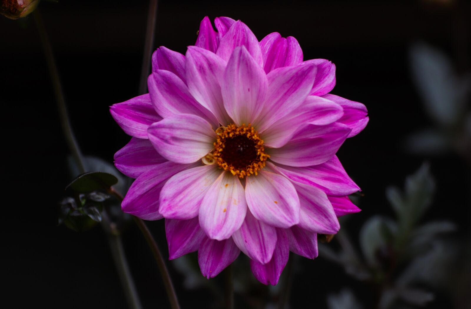 Canon EOS 800D (EOS Rebel T7i / EOS Kiss X9i) sample photo. Water lily, purple, flower photography