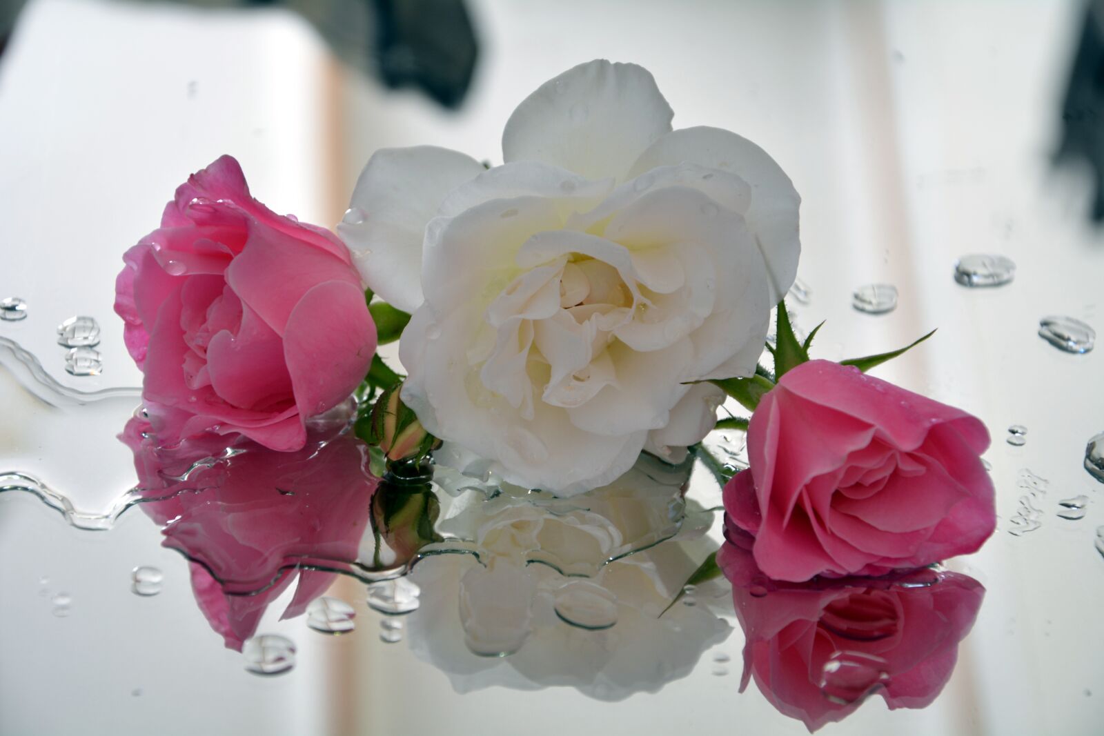 Nikon D5200 sample photo. Icebergs, roses, spring photography