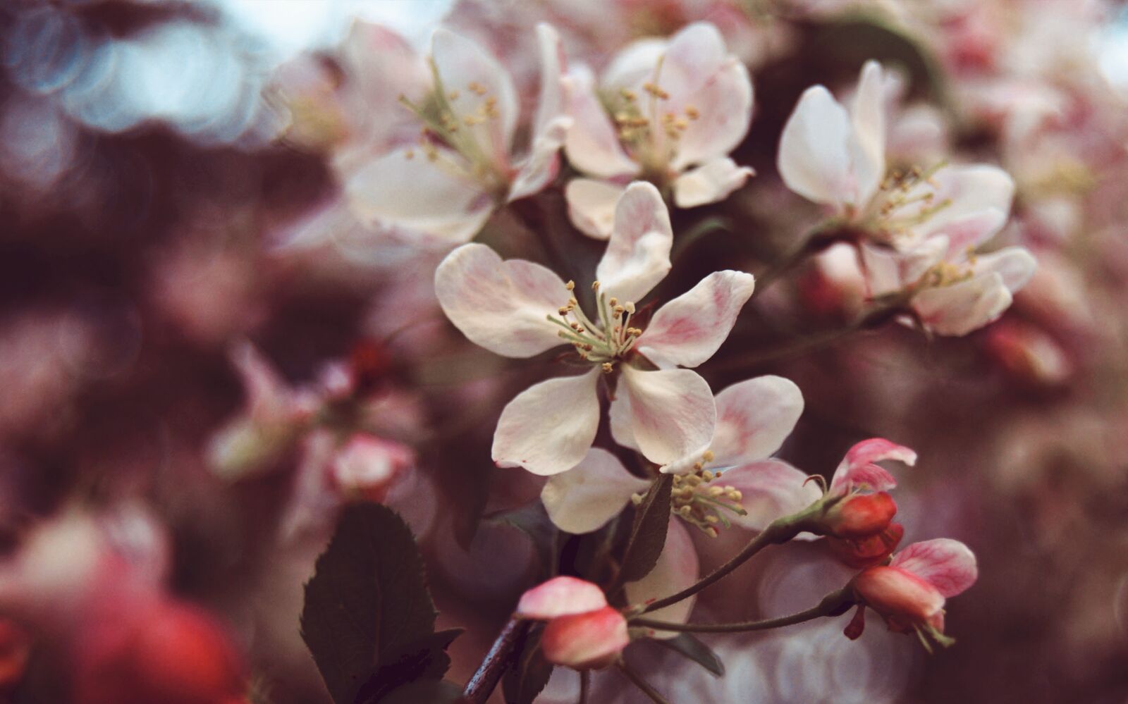 Nikon D3300 sample photo. Flower, white, pink photography