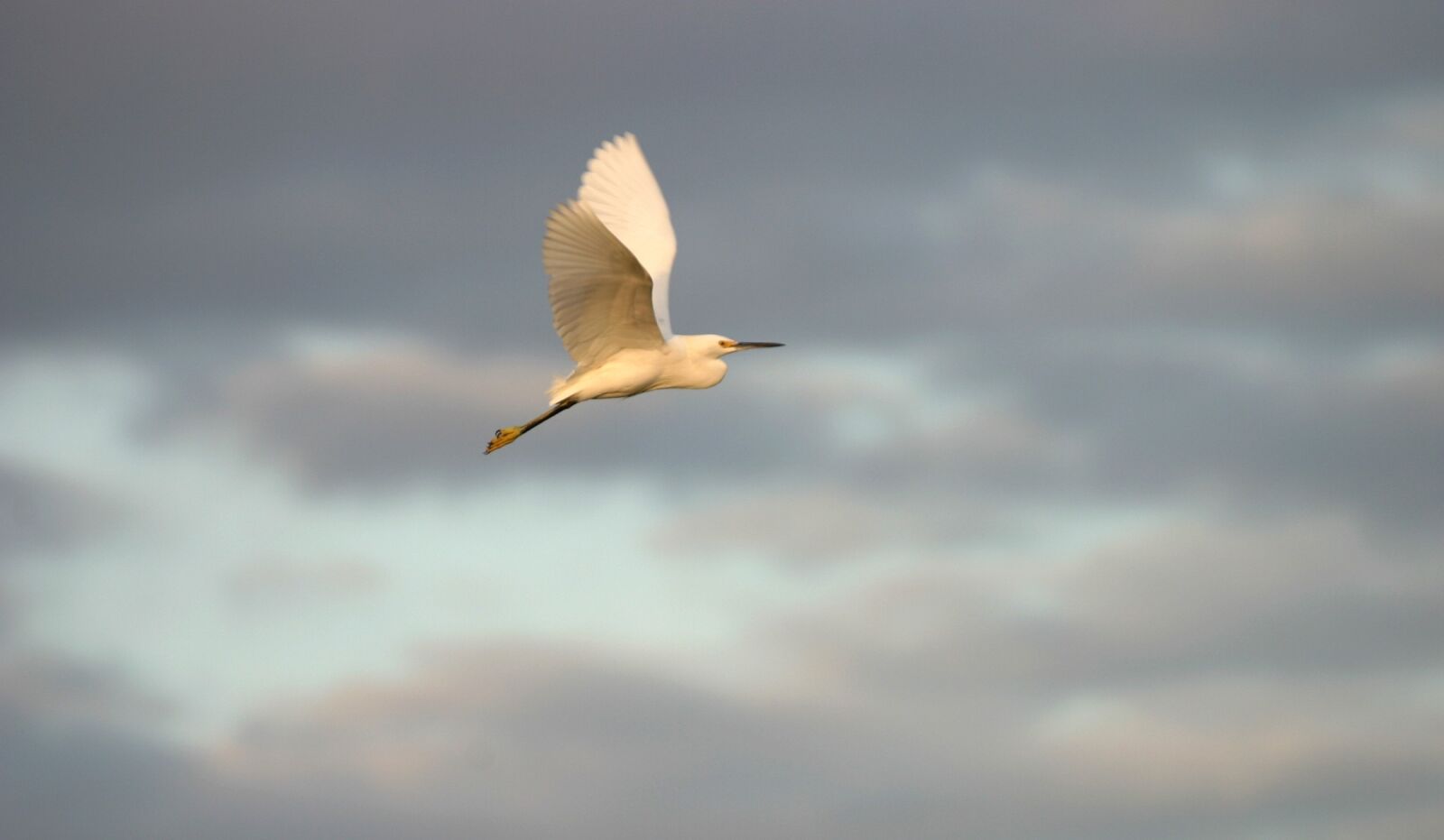 Canon EOS 10D sample photo. Snowy egret, fly, bird photography