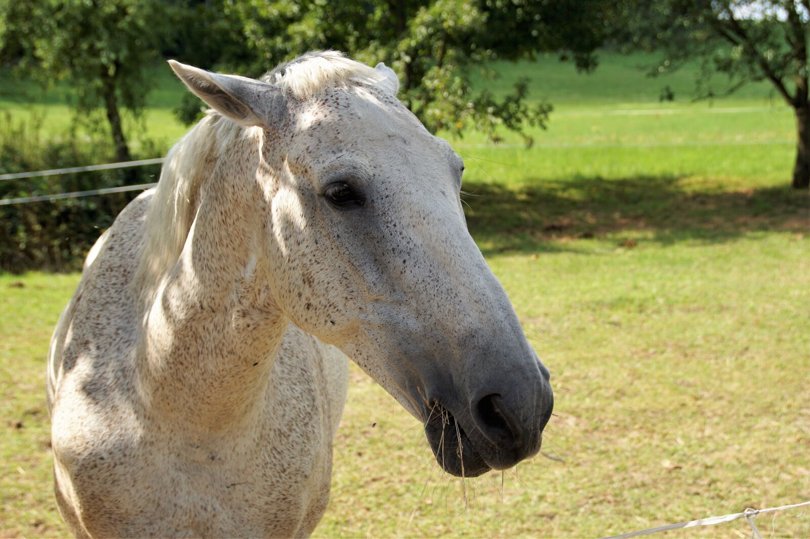 Sony SLT-A58 sample photo. Horse, head, outdoors photography