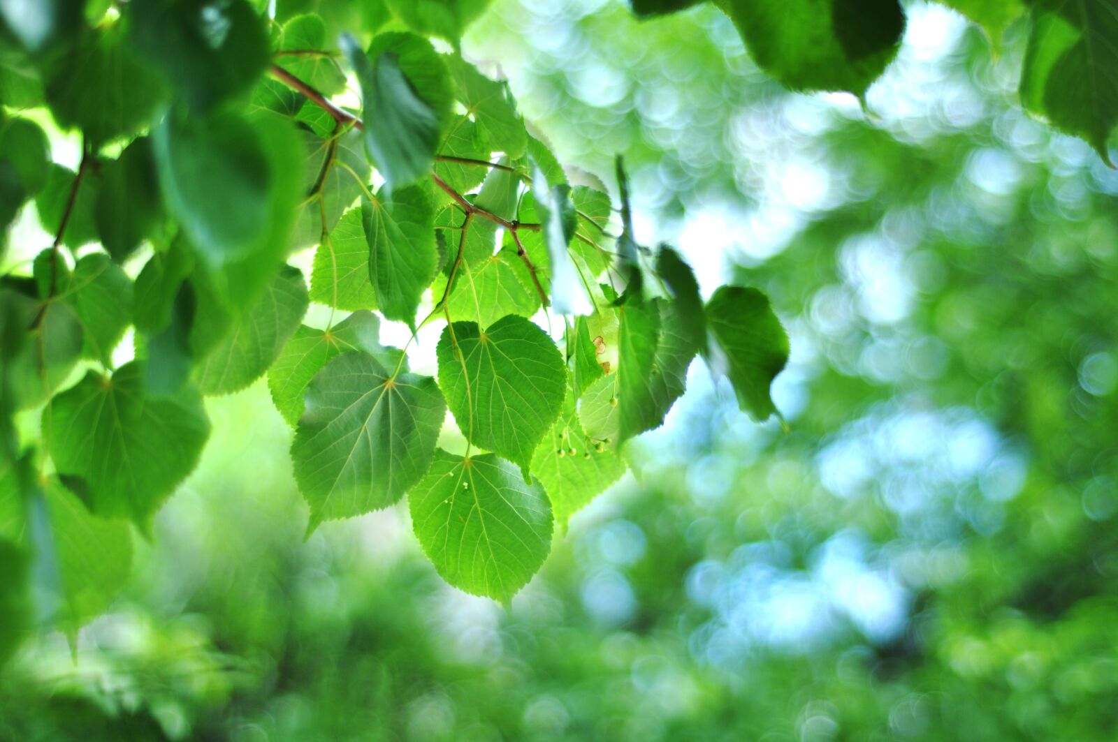 Nikon D90 sample photo. Leaves, green, birch photography