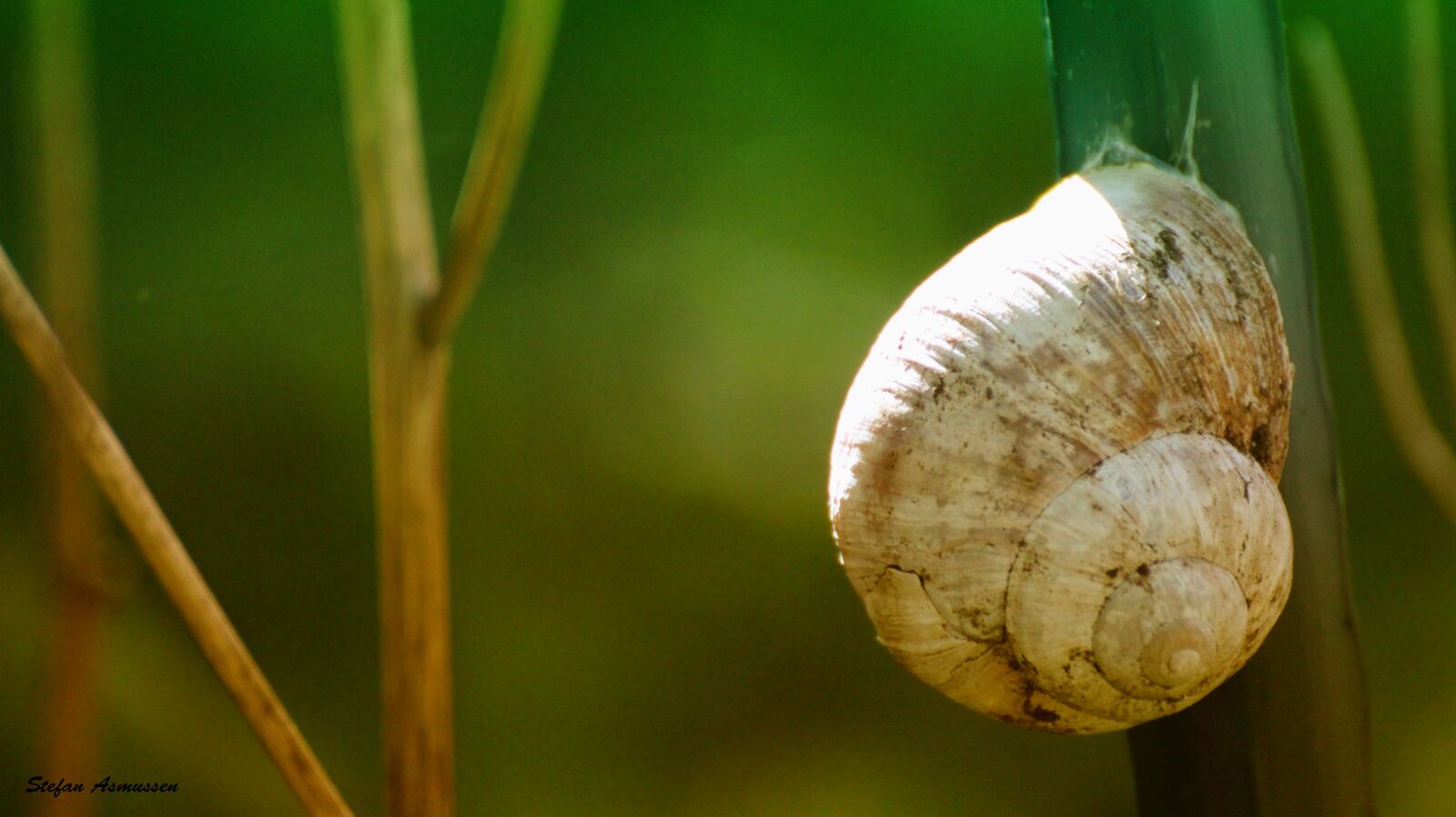 Canon EOS 600D (Rebel EOS T3i / EOS Kiss X5) sample photo. Snail, nature, shell photography