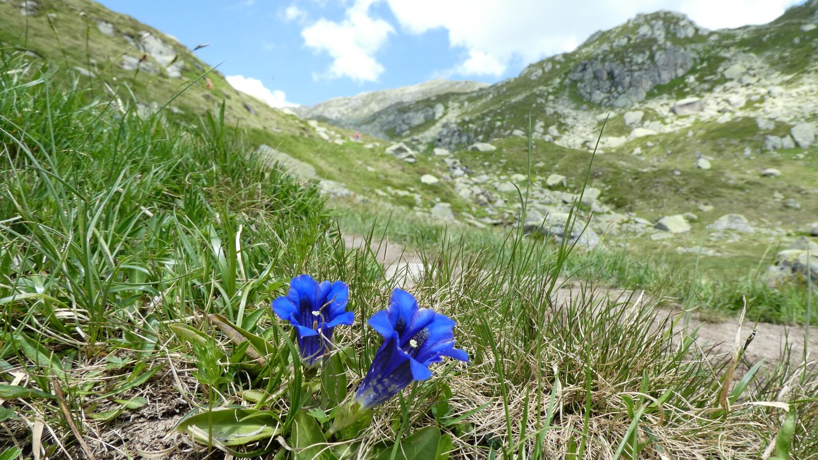 Panasonic DMC-TZ81 sample photo. Flowers, mountains, switzerland photography
