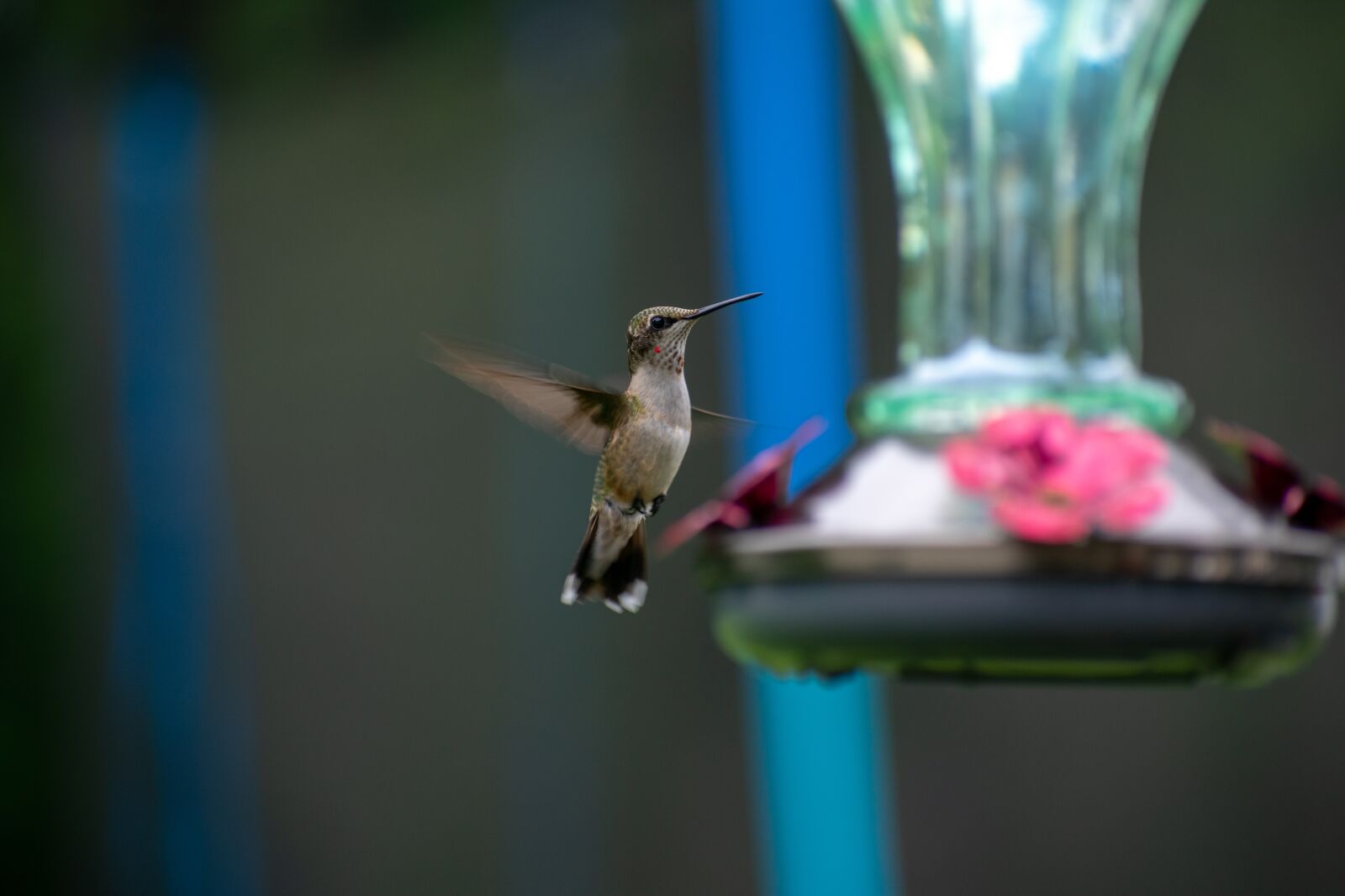 Nikon D3400 sample photo. Bird, nature, hummingbird photography