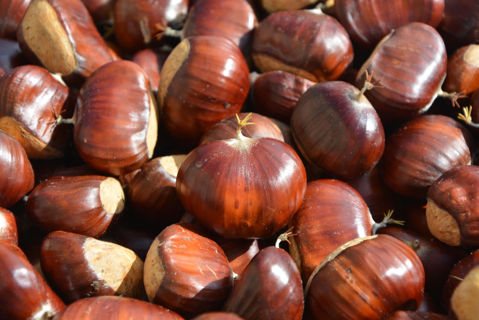 Nikon D5200 sample photo. Brown, chestnuts, fall photography