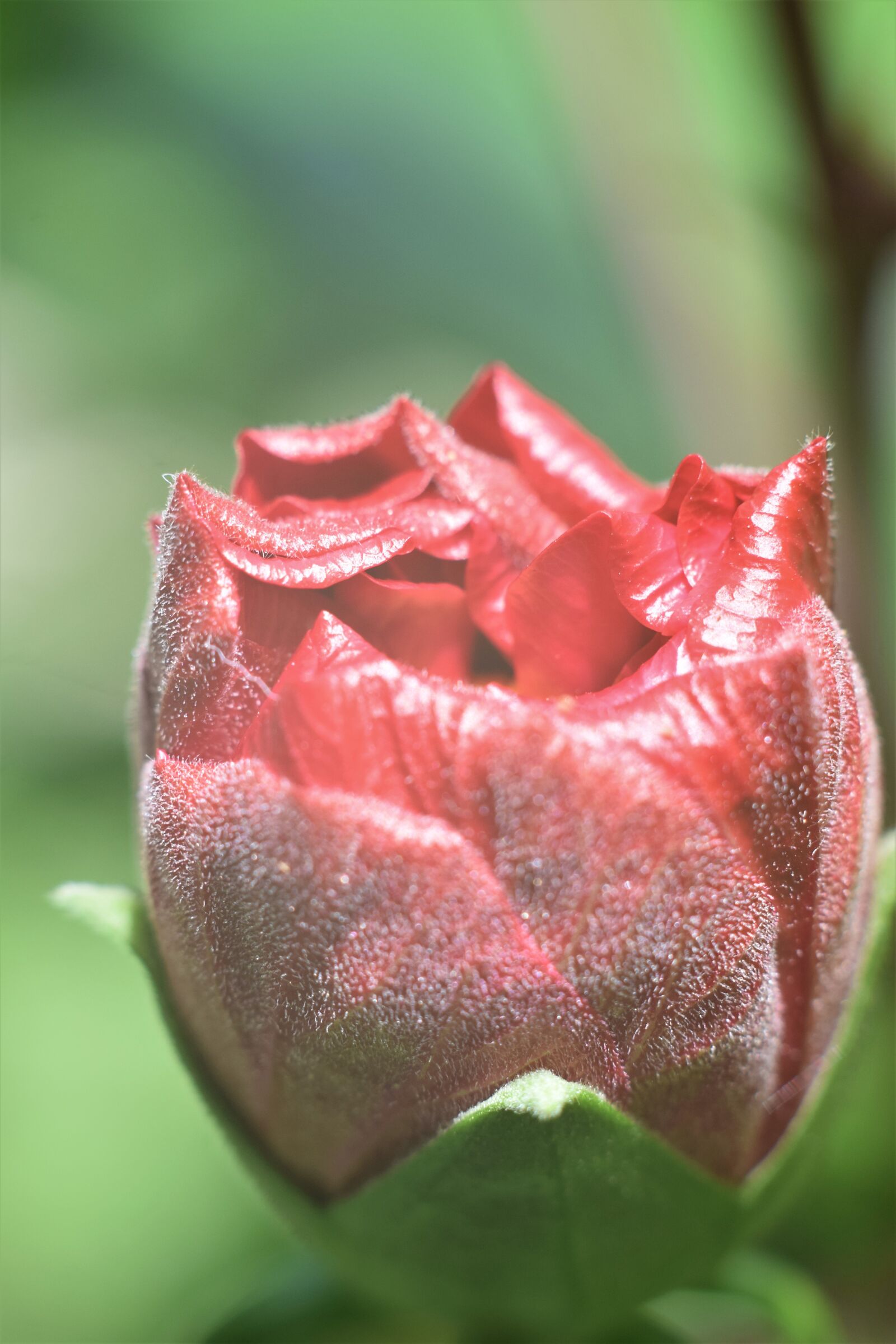 Nikon D5300 sample photo. Hibiscus, blossom, bloom photography