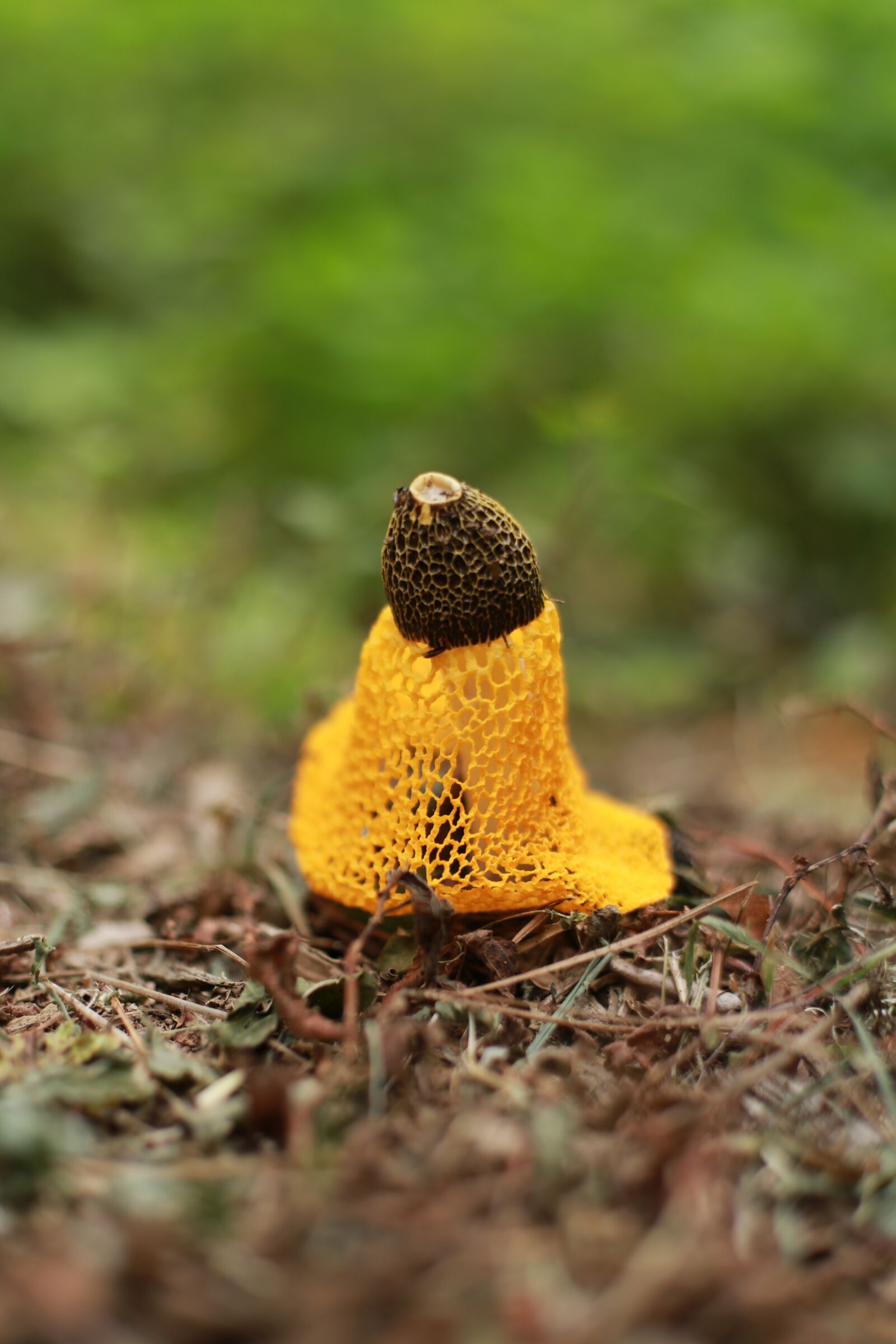 Canon EOS 6D + Canon EF 50mm F1.4 USM sample photo. Mushroom, nature, yellow photography