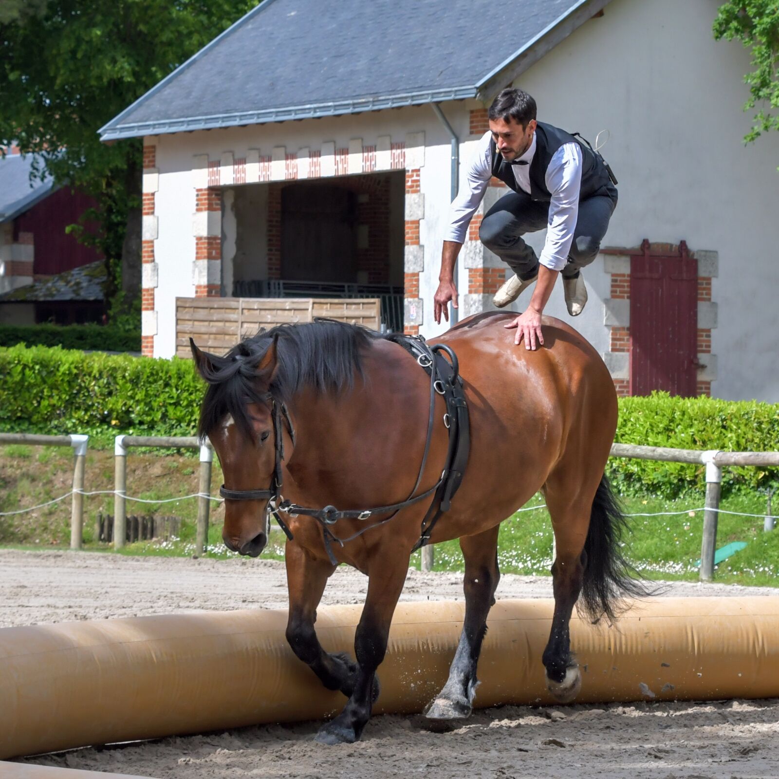 Nikon D500 sample photo. Horse, aerobatics, man photography