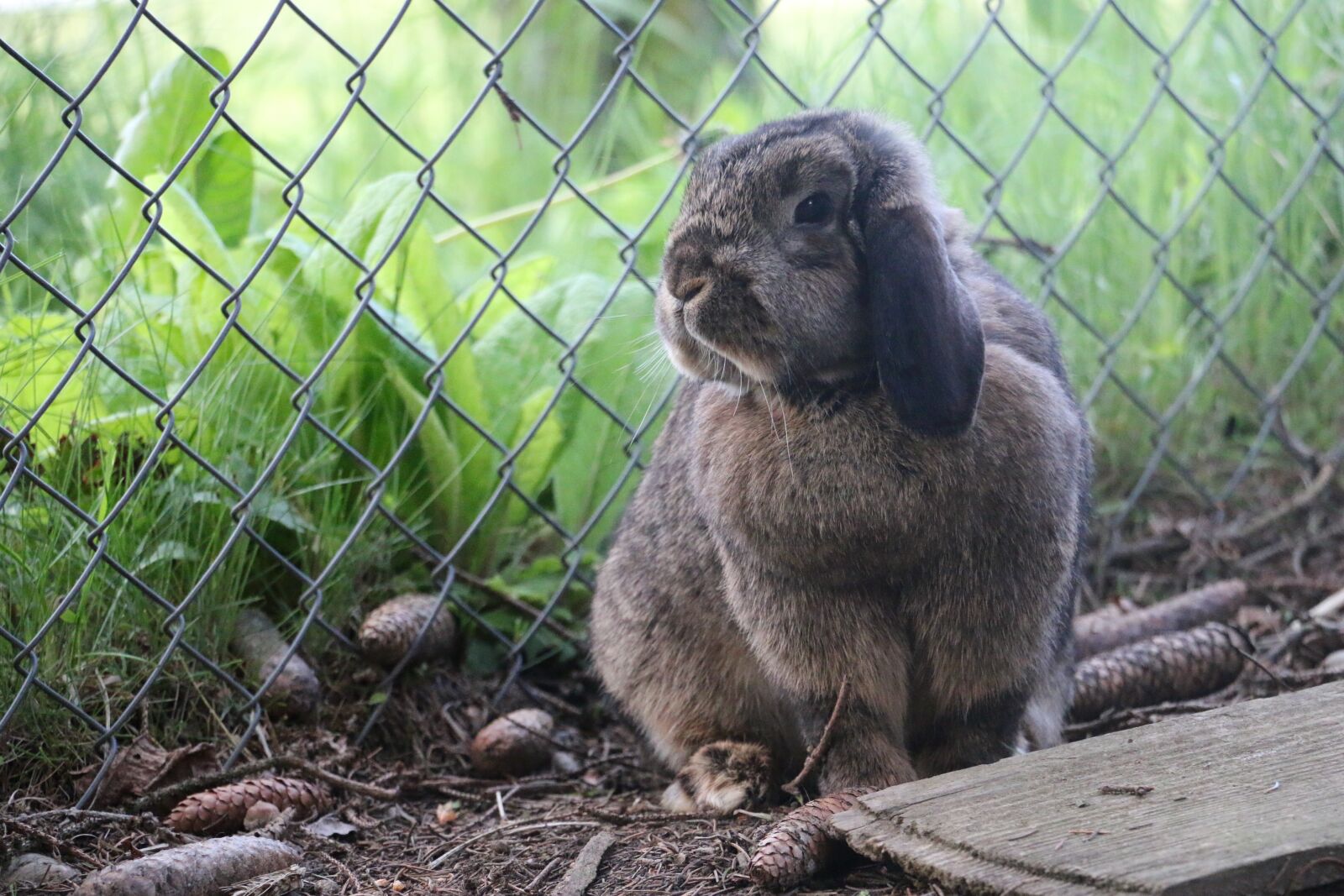 Canon EOS 70D sample photo. Rabbit, animal, hare photography