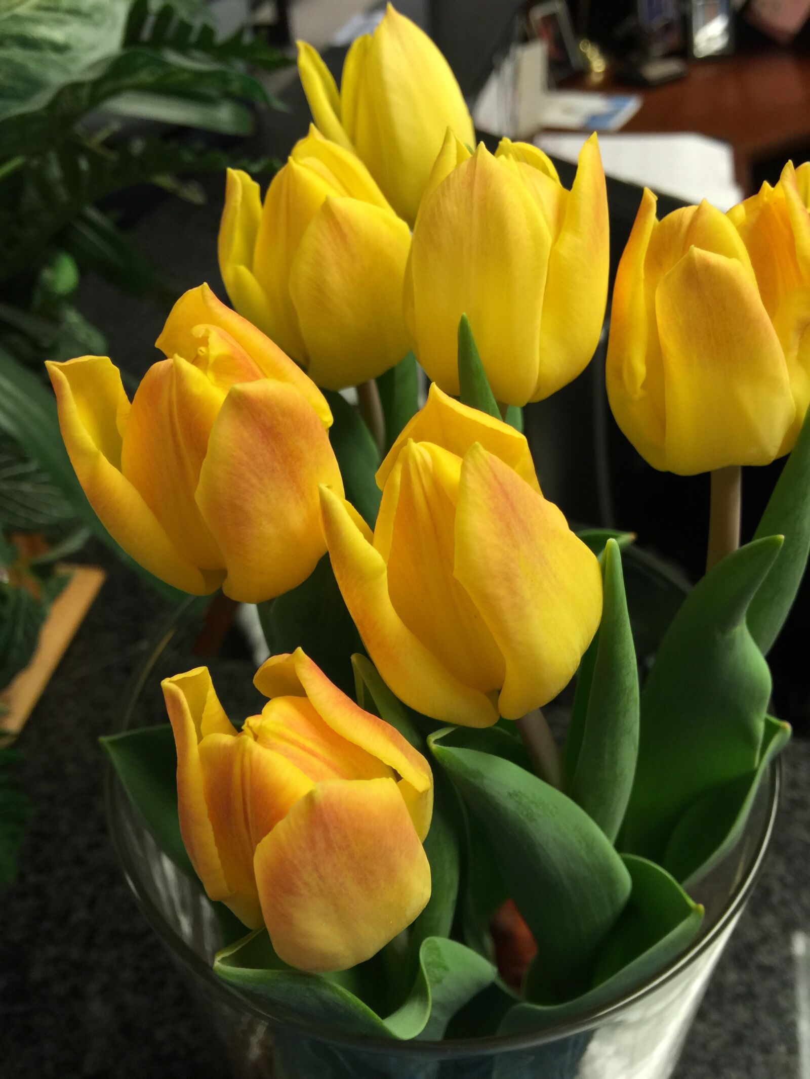 iPhone 6 Plus back camera 4.15mm f/2.2 sample photo. Yellow, tulips, flowers photography