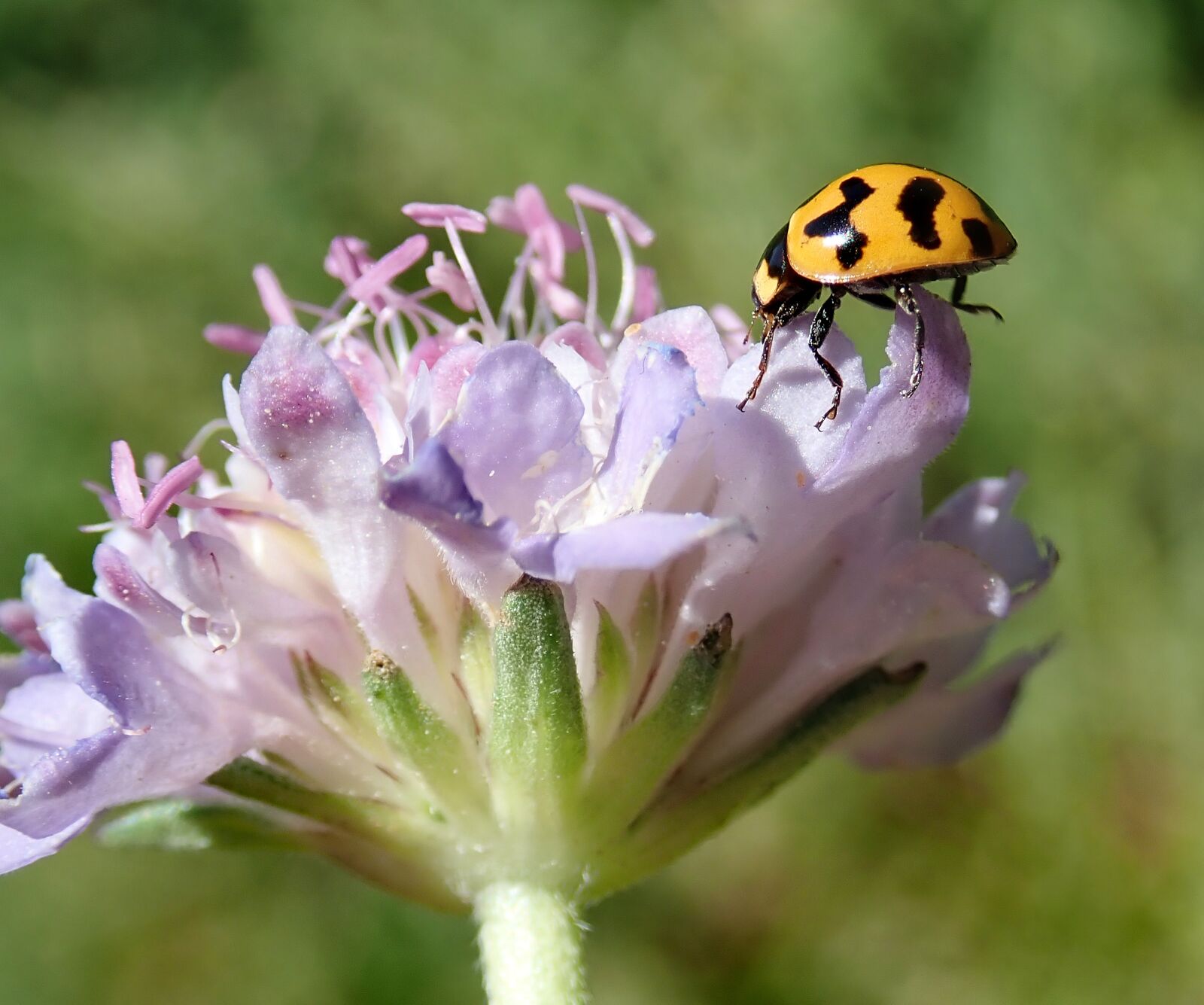 Olympus TG-5 sample photo. Insect, beetle, ladybug photography