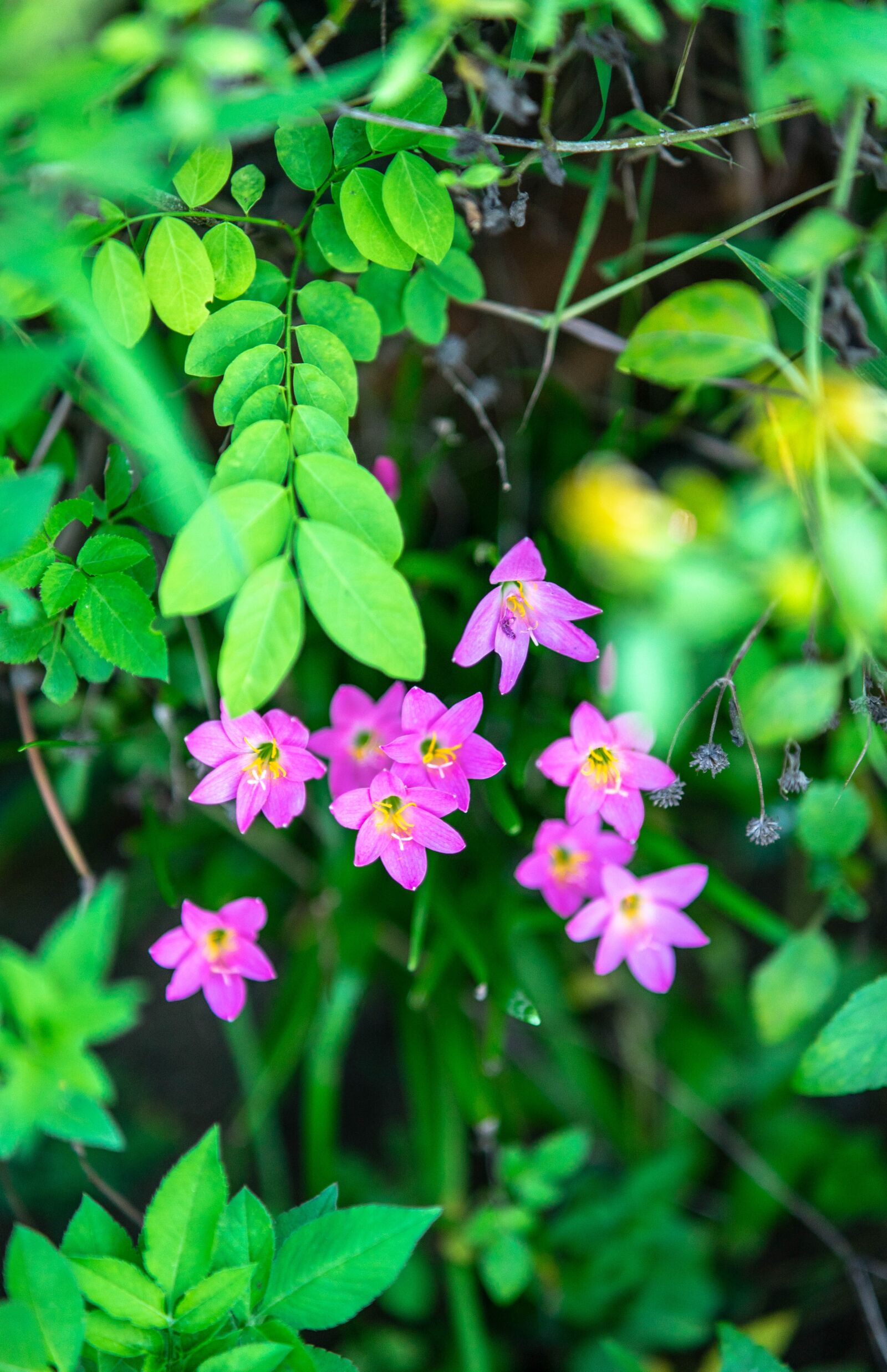 Sony a7 II + Samyang AF 85mm F1.4 FE sample photo. Flowers, leaves, nature photography