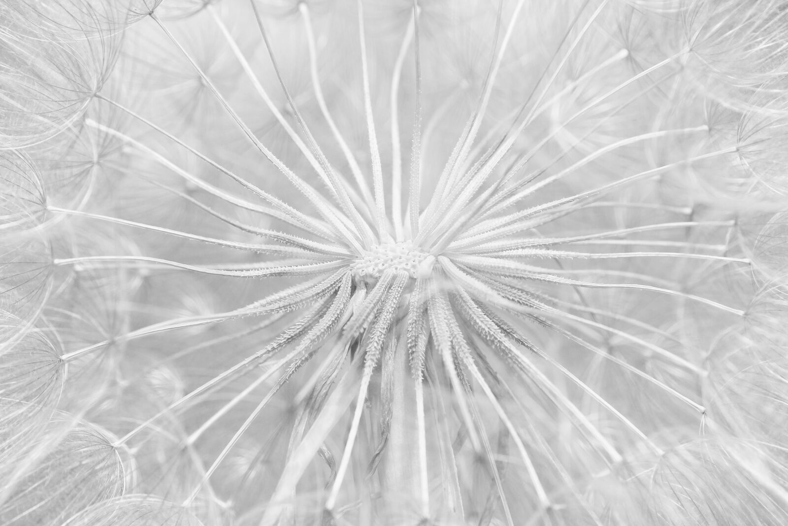 Canon EOS 1300D (EOS Rebel T6 / EOS Kiss X80) sample photo. Dandelion, flower, blossom photography