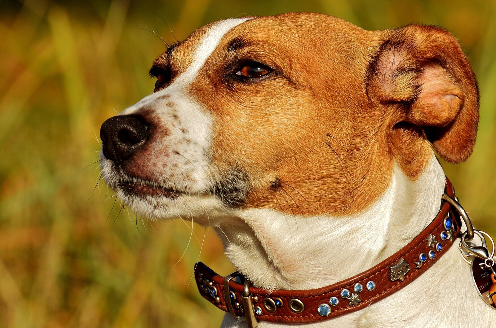 Nikon D3200 sample photo. Jack russell, terrier, dog photography