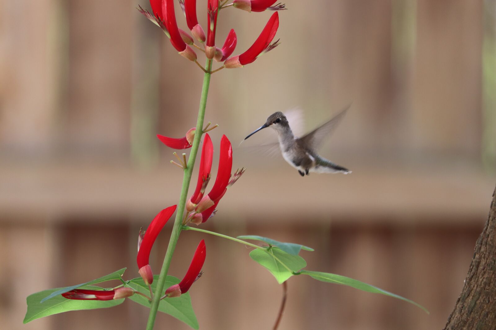 Canon EOS 800D (EOS Rebel T7i / EOS Kiss X9i) + Canon EF-S 55-250mm F4-5.6 IS STM sample photo. Hummingbird, bird, red blooms photography