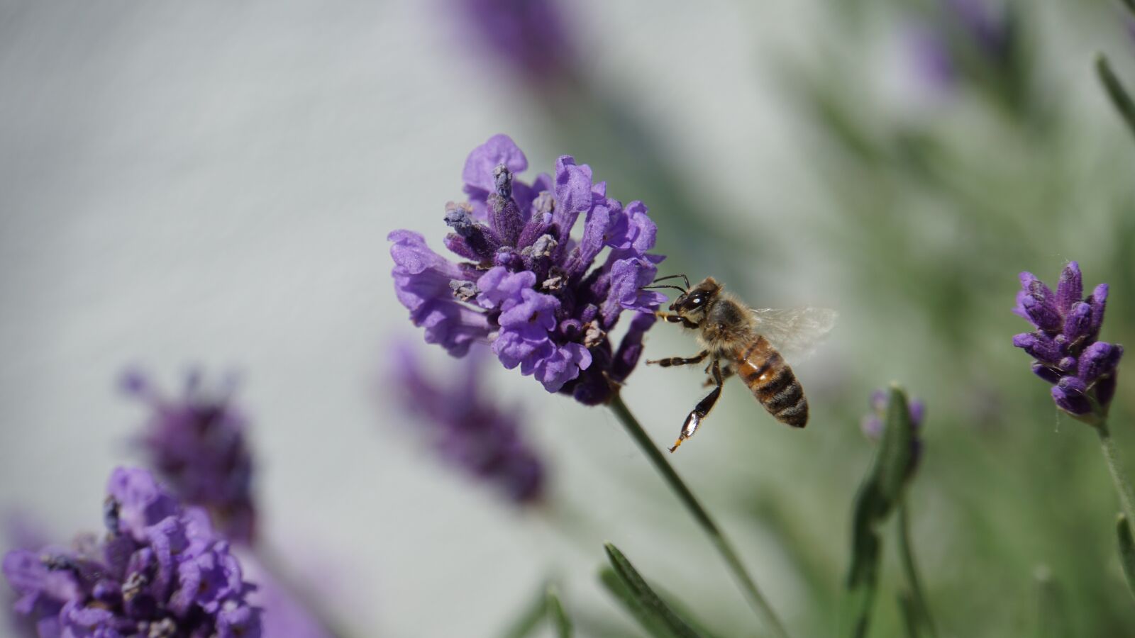 Sony E 18-200mm F3.5-6.3 OSS LE sample photo. Bee, insect, lavender photography