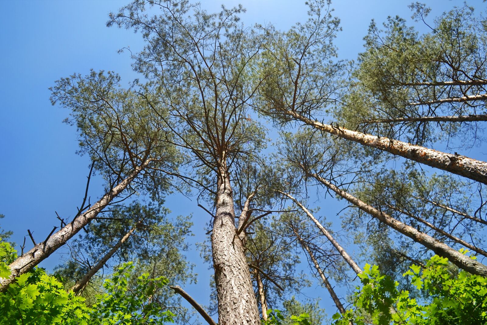 Nikon D3100 sample photo. Landscape, nature, forest photography