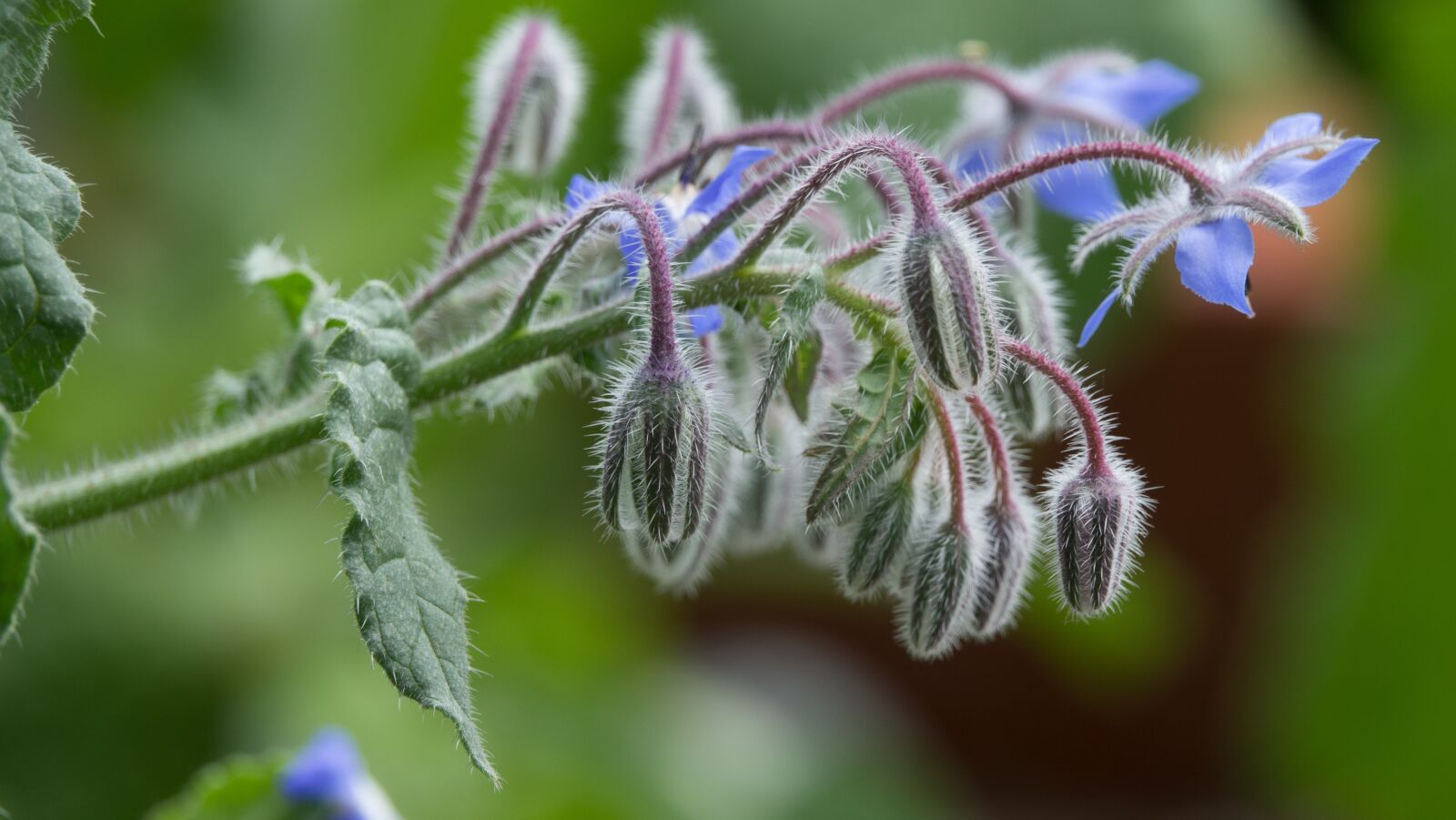 Sony Cyber-shot DSC-RX10 III sample photo. Borage, borago officinalis, plant photography