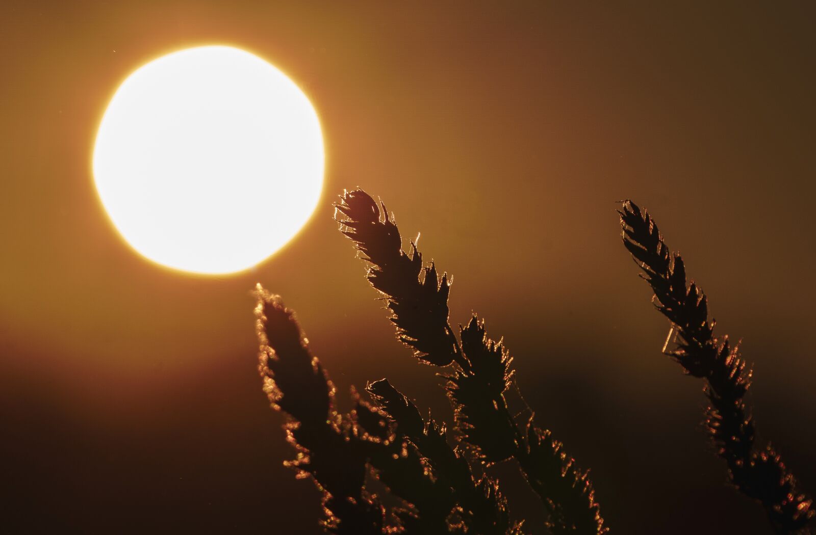 Sony a6000 sample photo. Sun, atmosphere, twilight photography