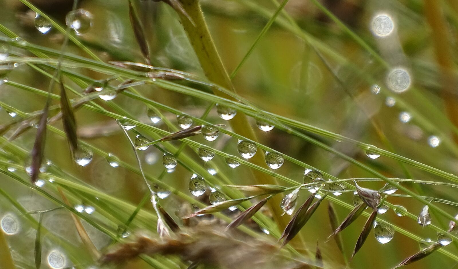 Sony Cyber-shot DSC-HX400V sample photo. Rain, drip, grass photography