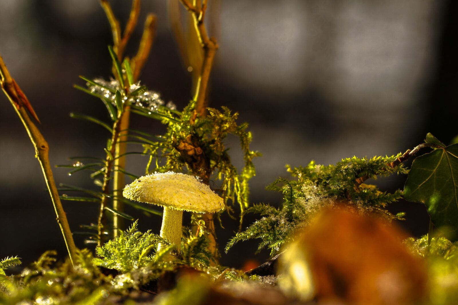 Tamron SP AF 60mm F2 Di II LD IF Macro sample photo. Mushroom, blue mushroom, autumn photography