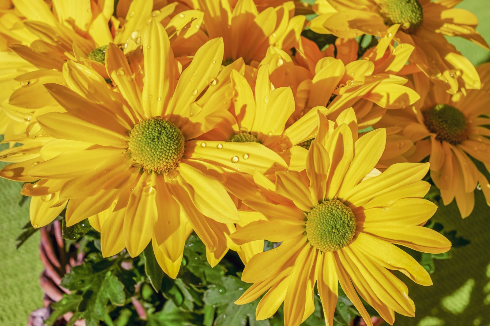 Fujifilm X-T10 + Fujifilm XF 35mm F1.4 R sample photo. Garden - chrysanthemum, chrysanthemum photography