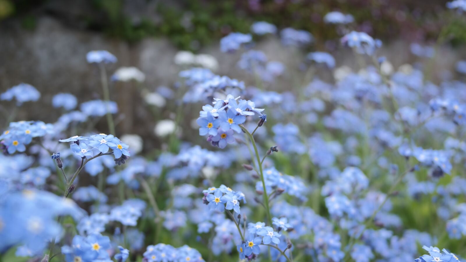 Samsung NX300 sample photo. Flower, blue, spring photography