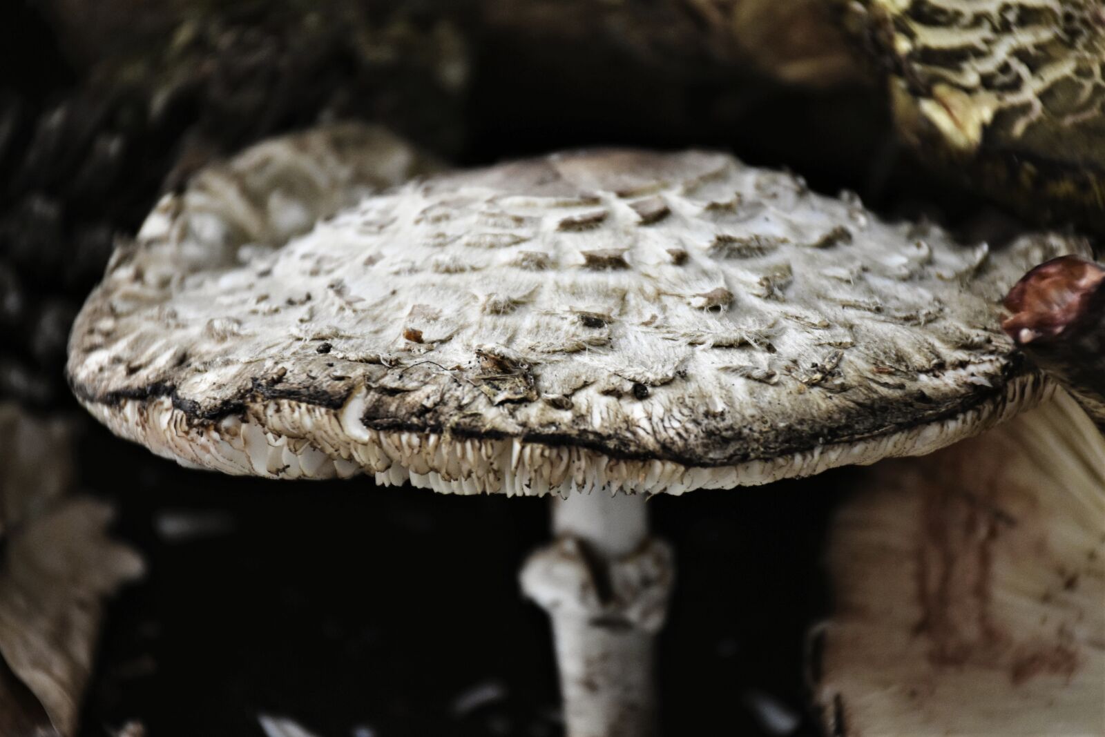 Nikon D7200 sample photo. Mushroom, mushroom head, nature photography