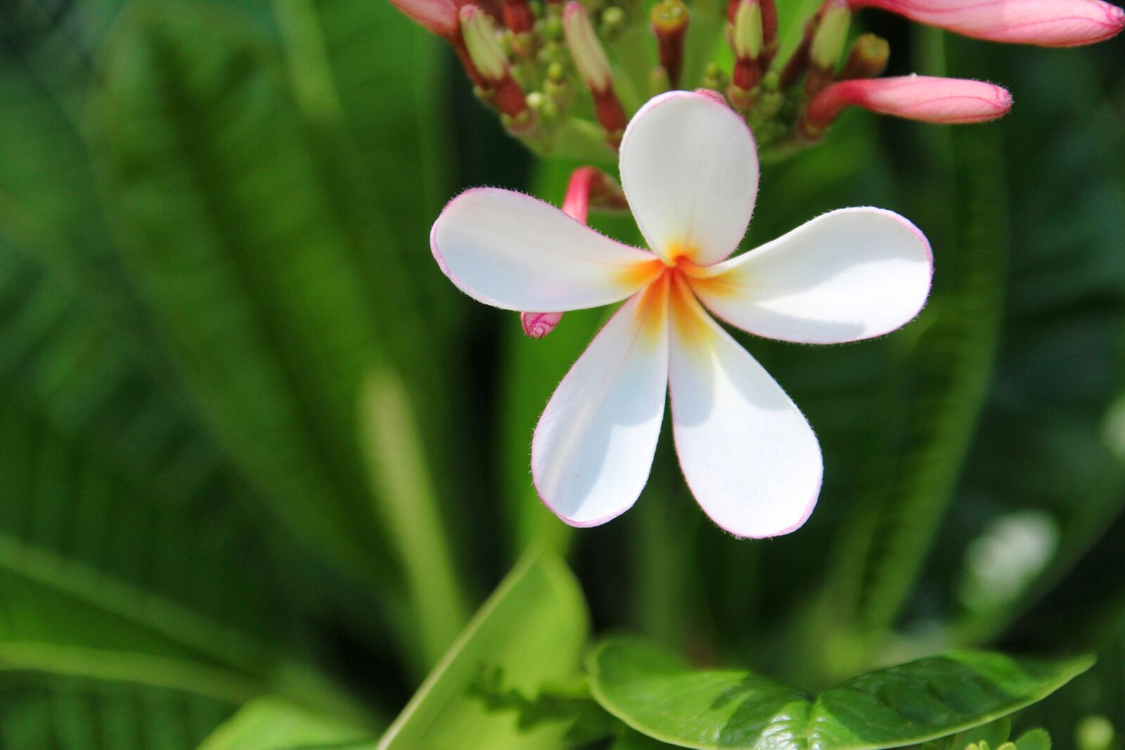 Canon EOS 1200D (EOS Rebel T5 / EOS Kiss X70 / EOS Hi) sample photo. Plumeria, nature, flower photography