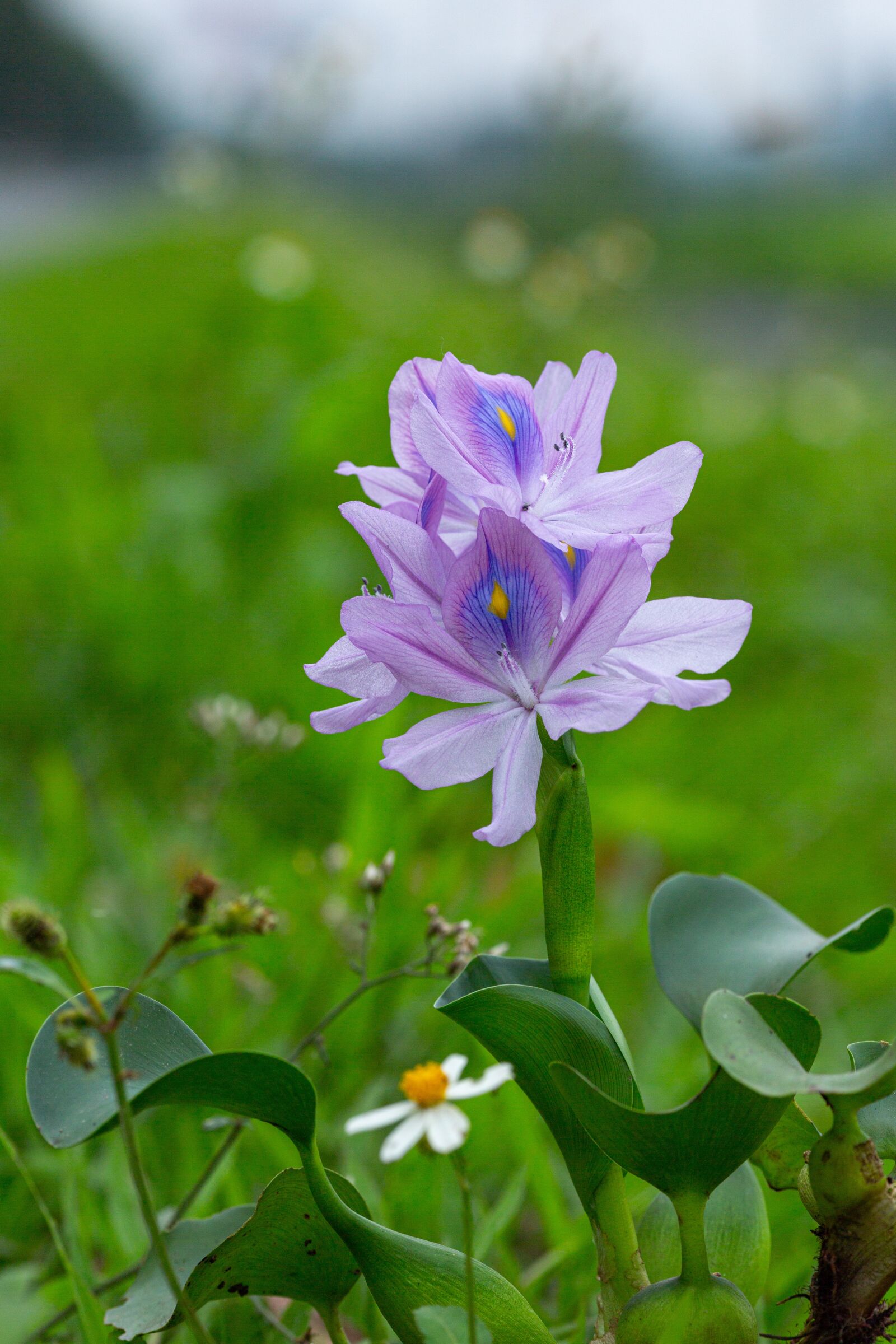 Canon EOS 5D Mark III + Canon EF 135mm F2L USM sample photo. Eichhornia crassipes, flower, ruffles photography