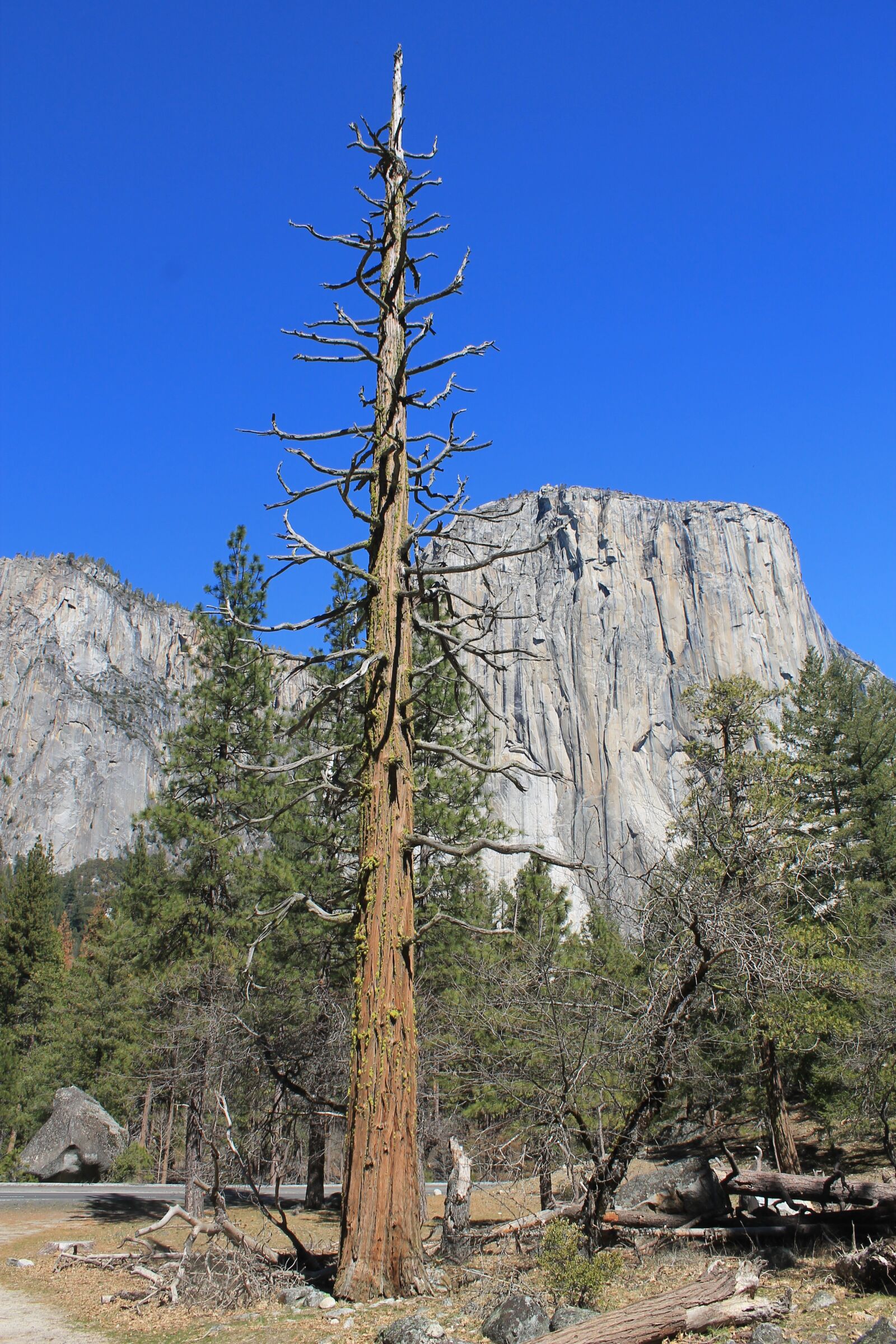 Canon EOS 1100D (EOS Rebel T3 / EOS Kiss X50) sample photo. El capitan, yosemite, tree photography