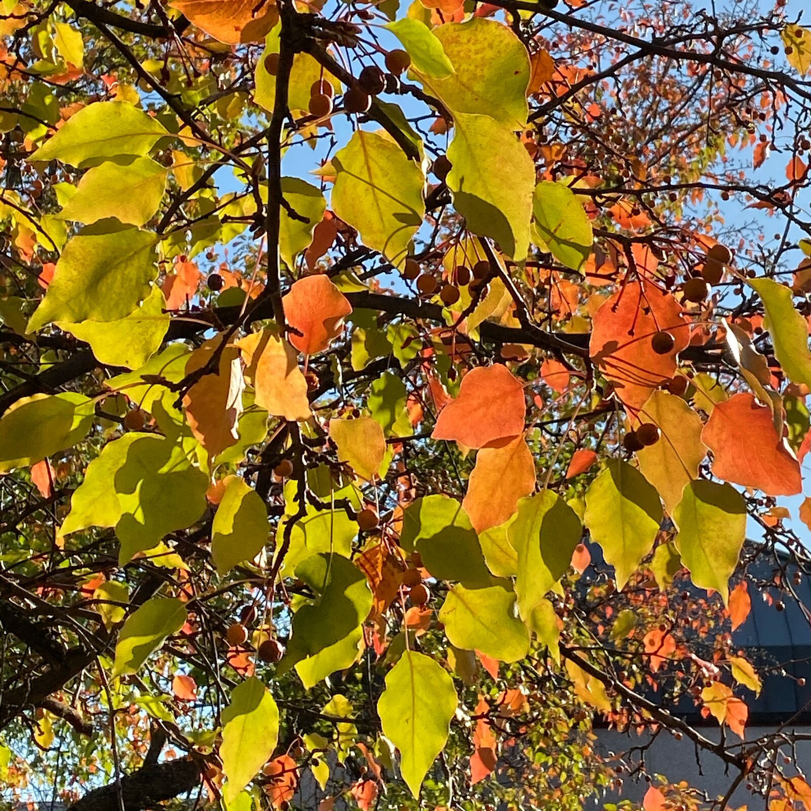 Apple iPhone 11 sample photo. Red leaves, autumn, leaves photography