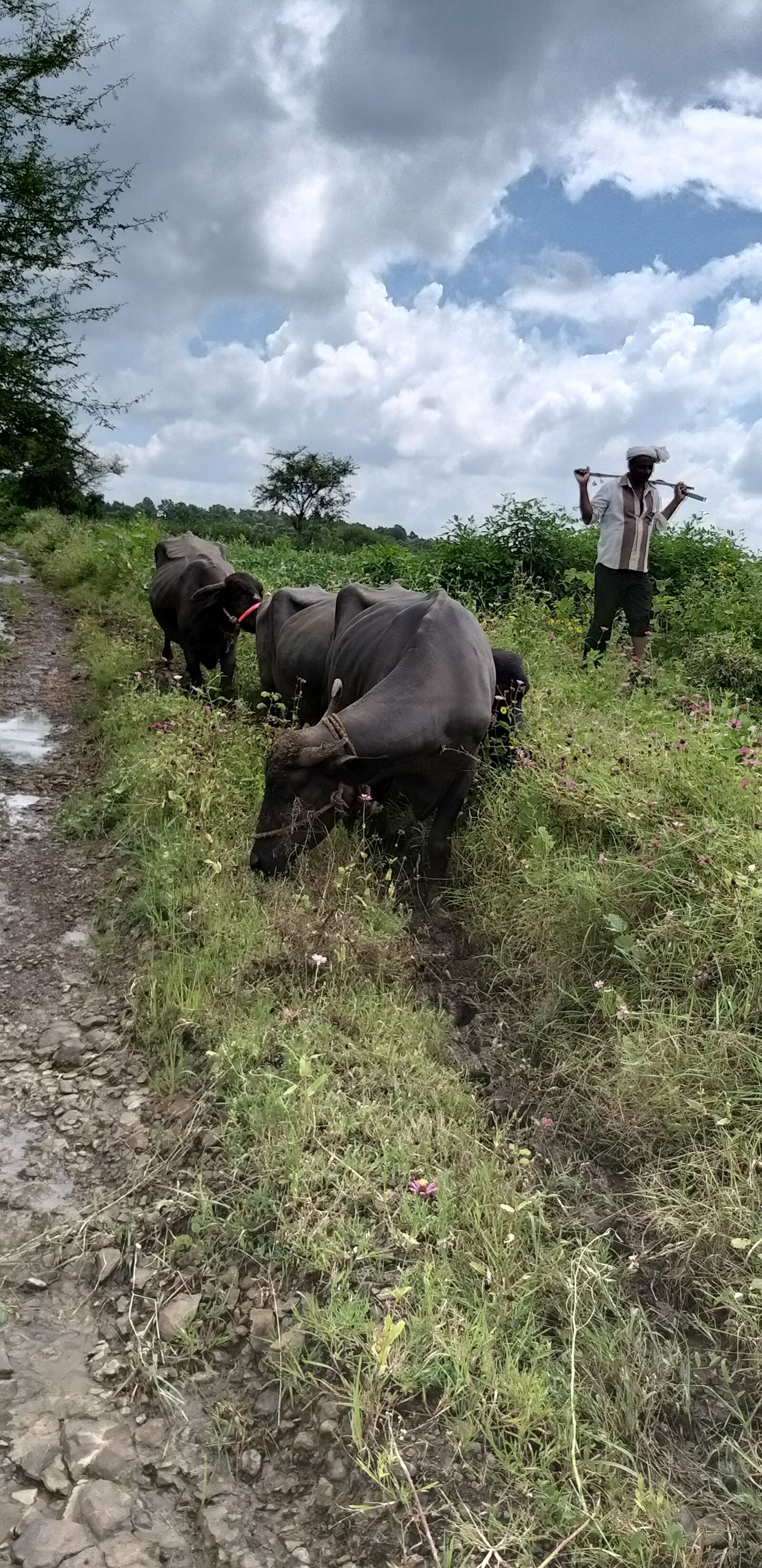 Samsung Galaxy A9 (2018) sample photo. Buffalo, farm, shepherd photography