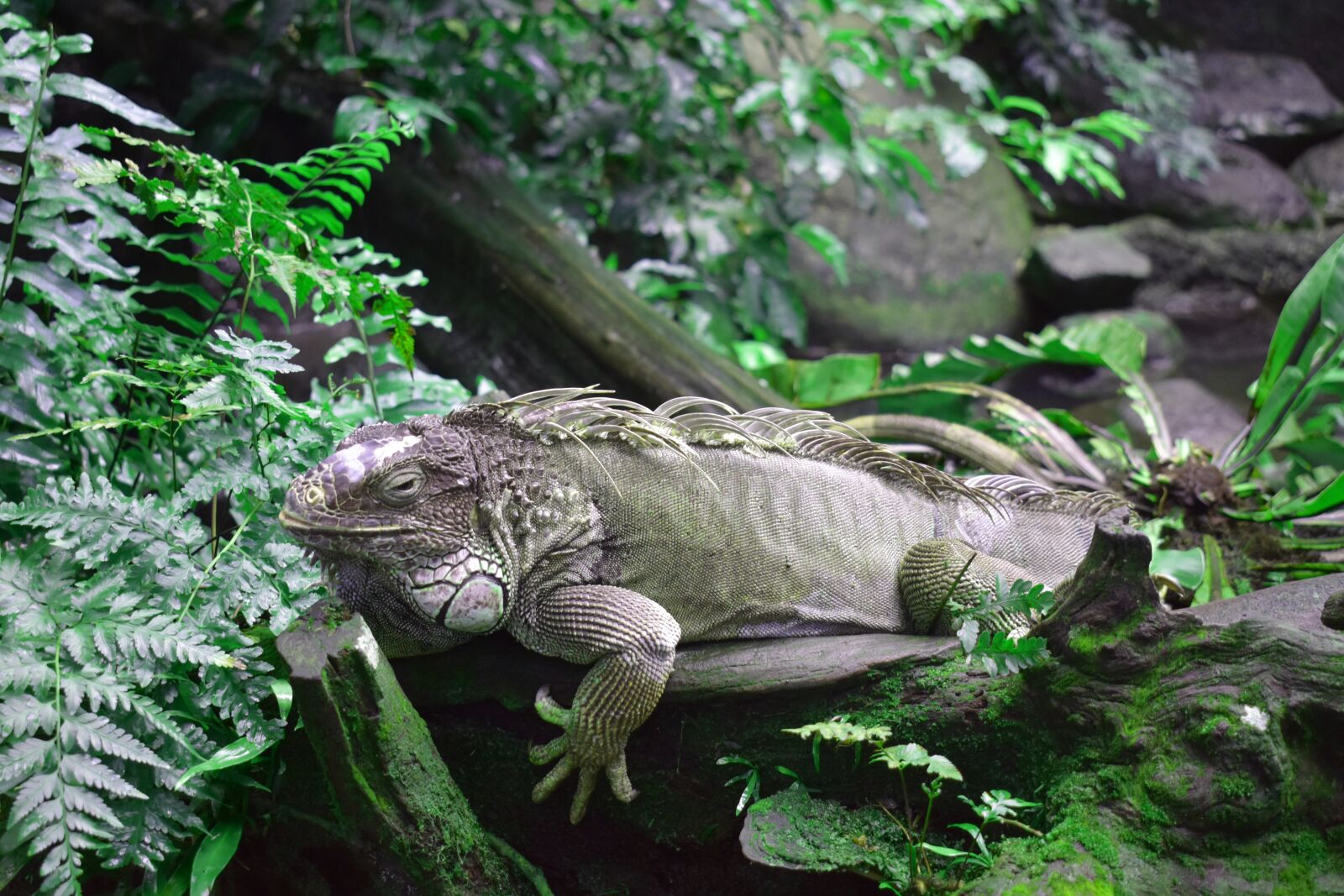 Nikon D3400 sample photo. Nature, reptile, living nature photography