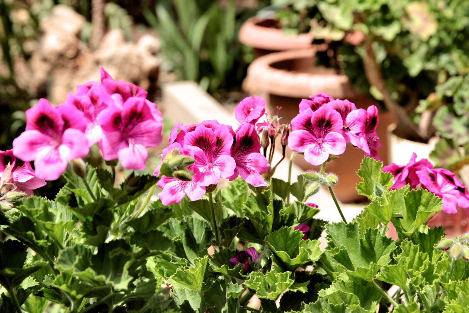 Canon EOS 550D (EOS Rebel T2i / EOS Kiss X4) sample photo. Geranium, plant, flower photography